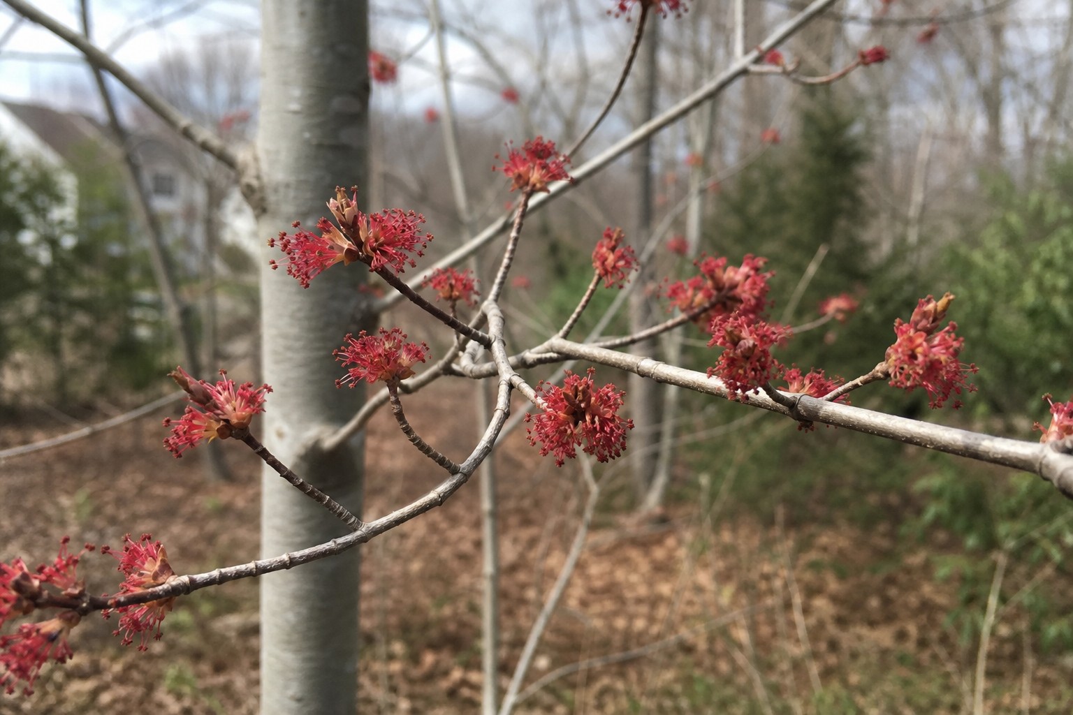 Red Maple (Acer rubrum) identification photo