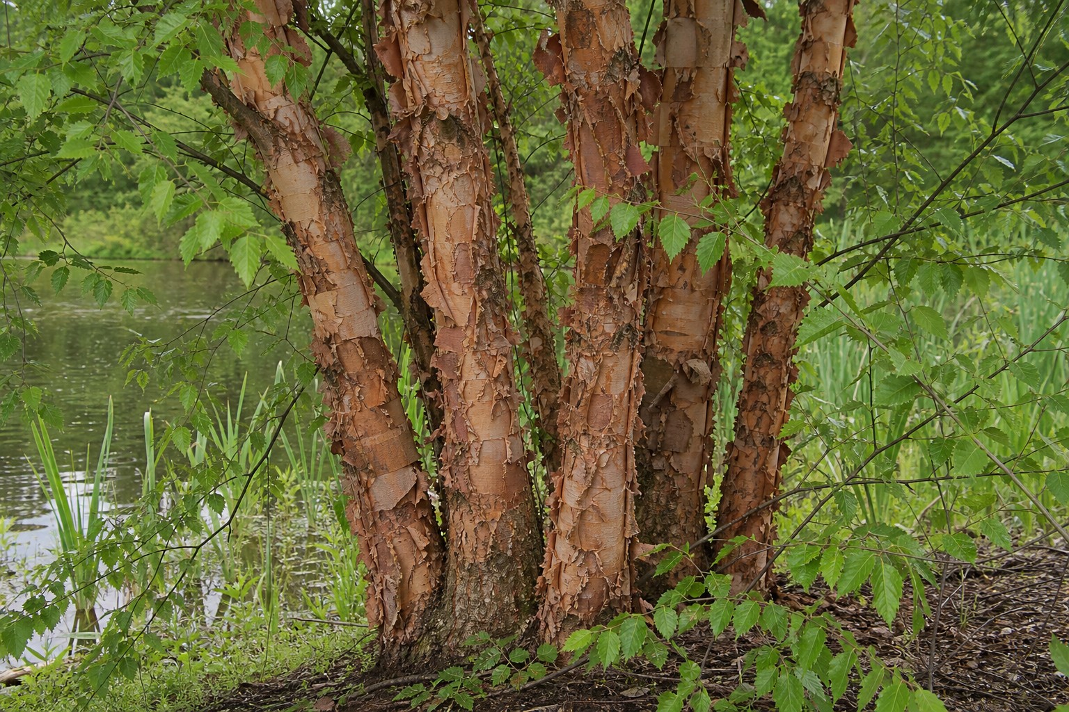 River Birch (Betula nigra) identification photo