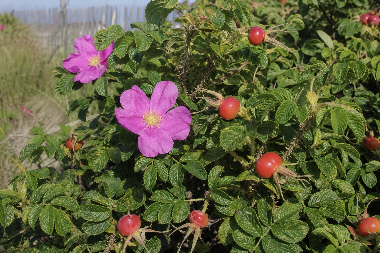 Rugosa Rose (Rosa rugosa) identification photo
