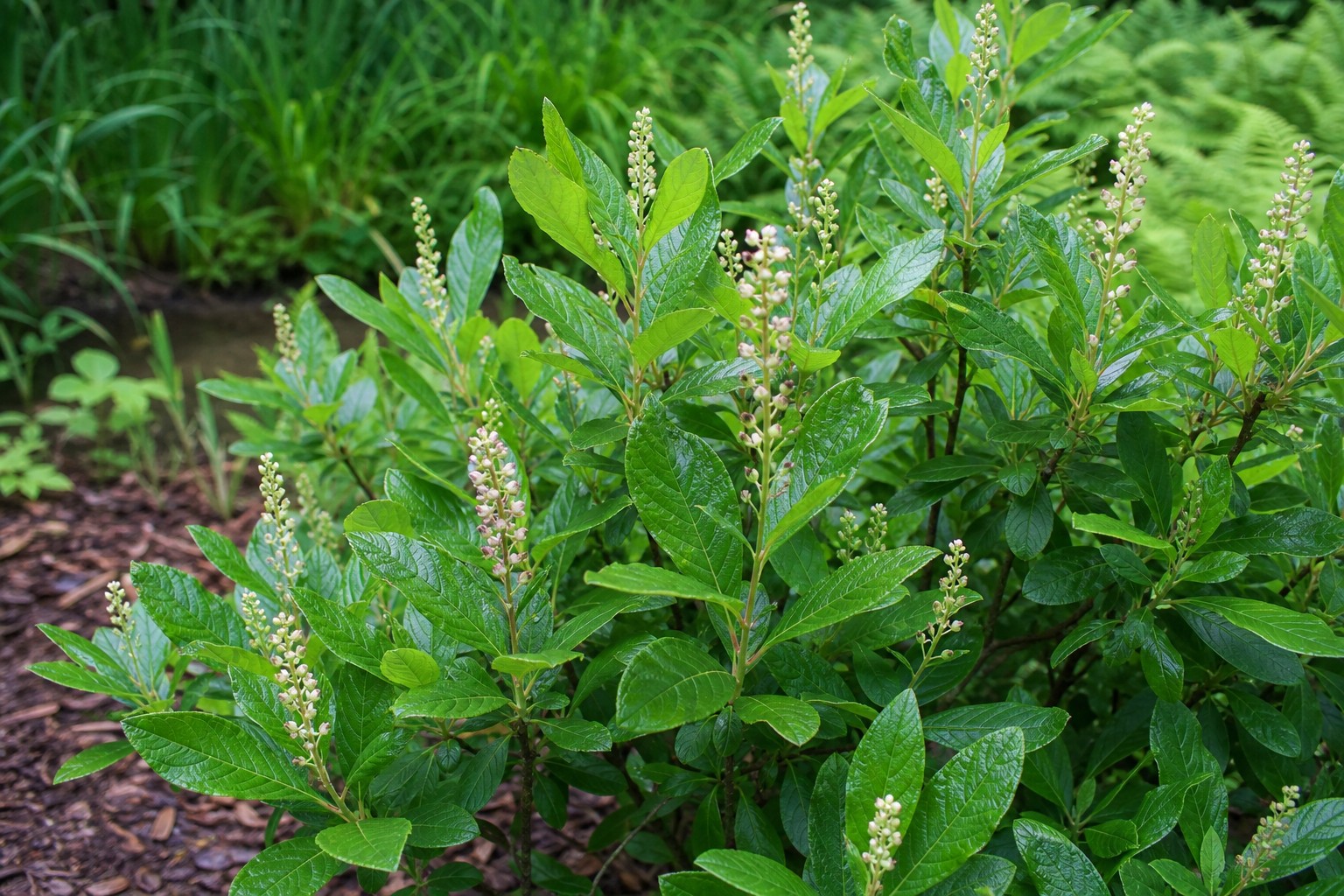 Summersweet (Clethra alnifolia) identification photo