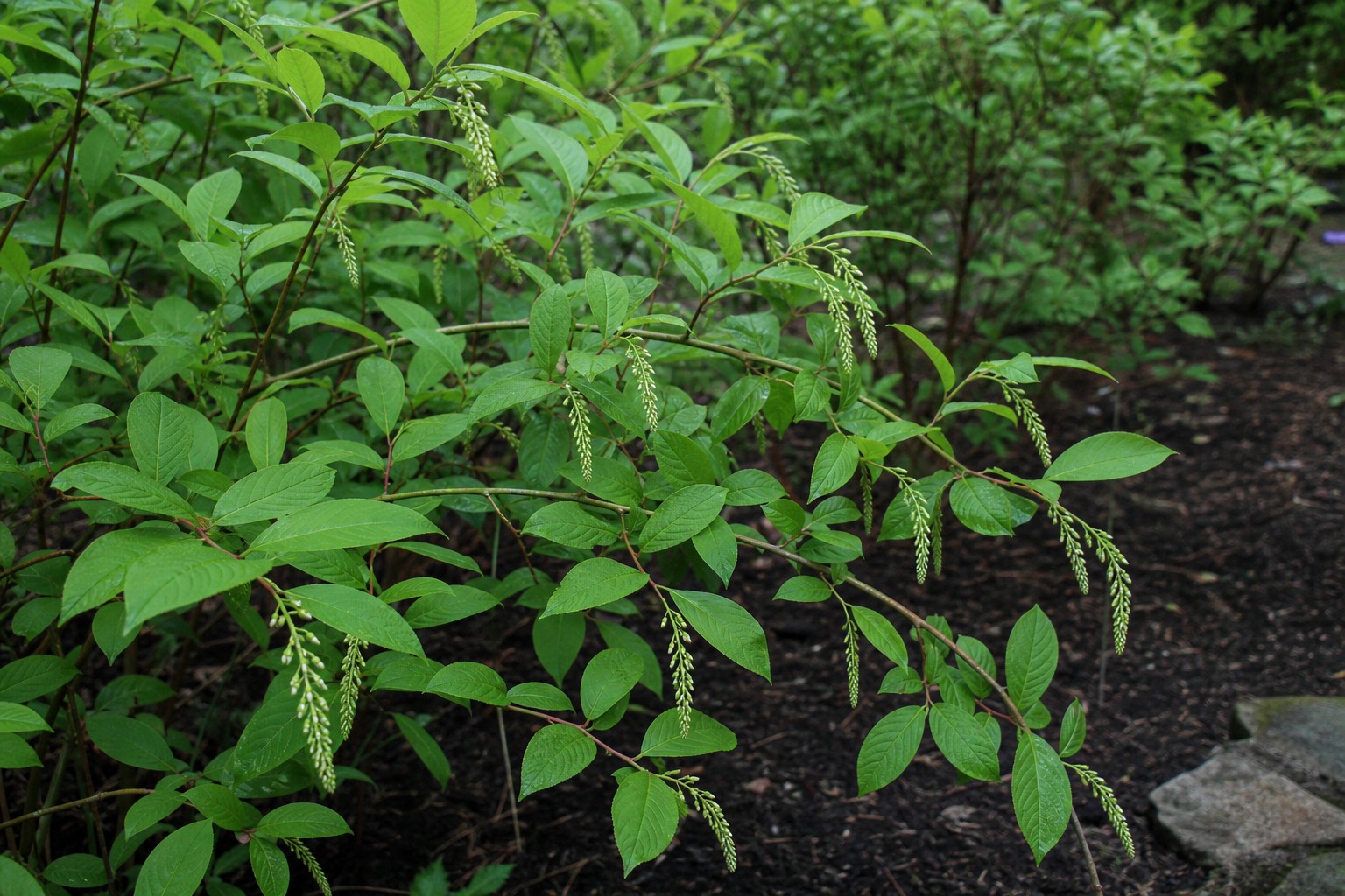 Virginia Sweetspire (Itea virginica) identification photo