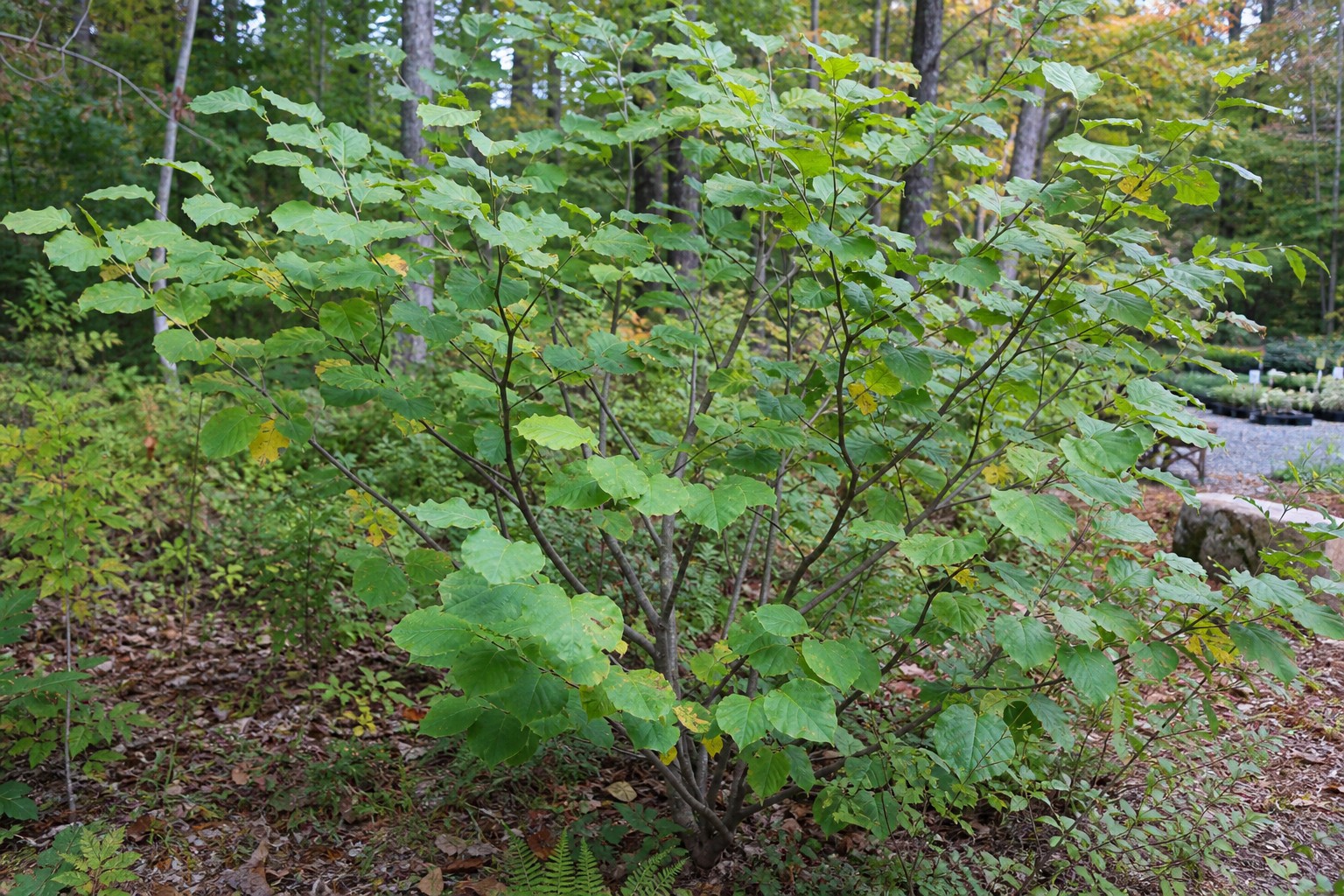 Witch Hazel (Hamamelis virginiana) identification photo