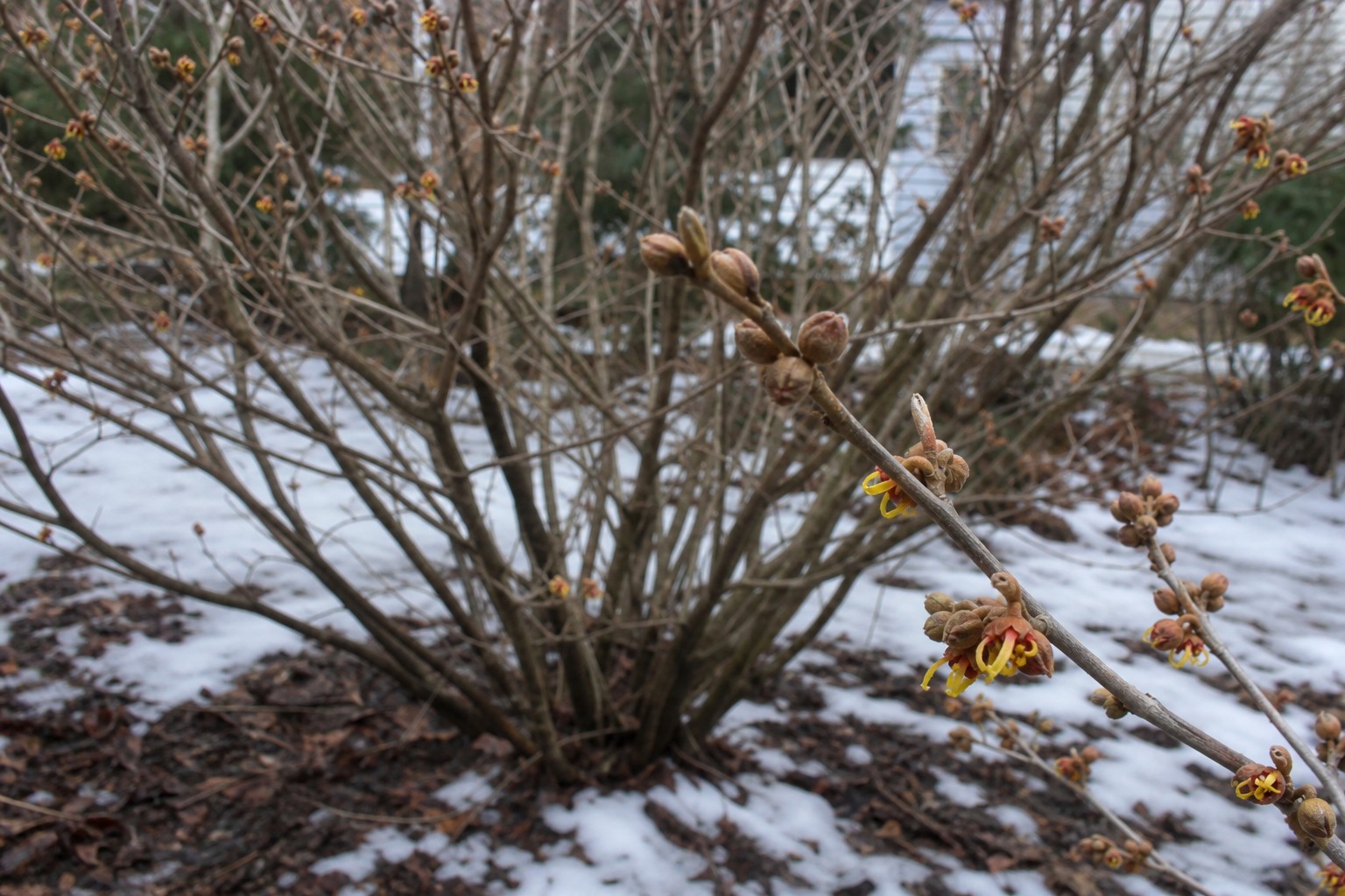 Vernal Witch Hazel (Hamamelis vernalis) identification photo
