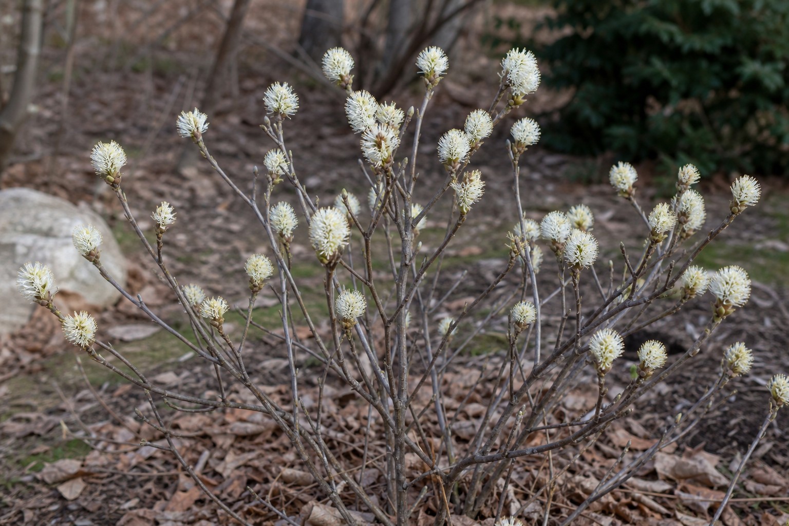 Fothergilla (Fothergilla gardenii) identification photo