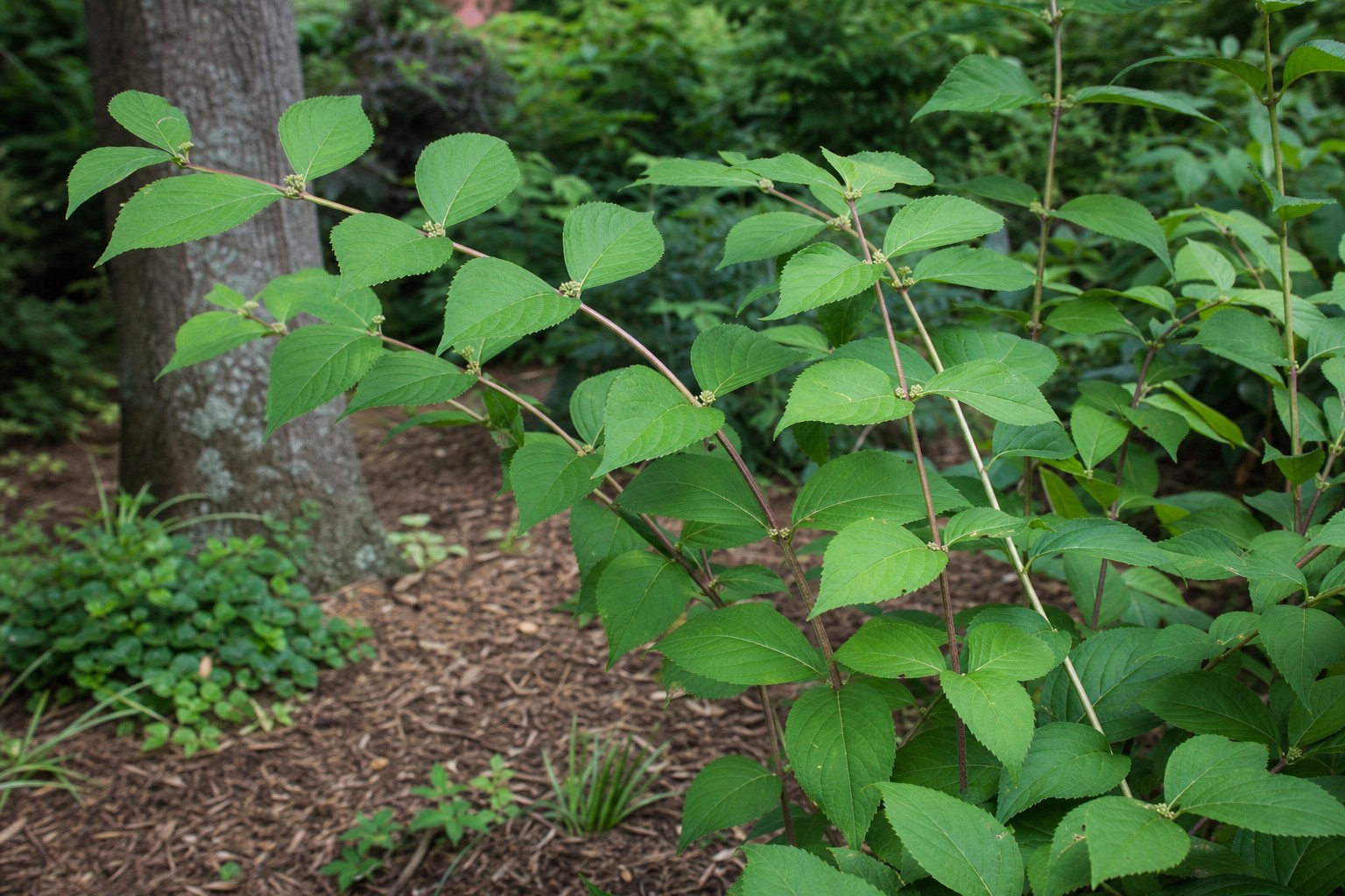 Beautyberry (Callicarpa dichotoma) identification photo
