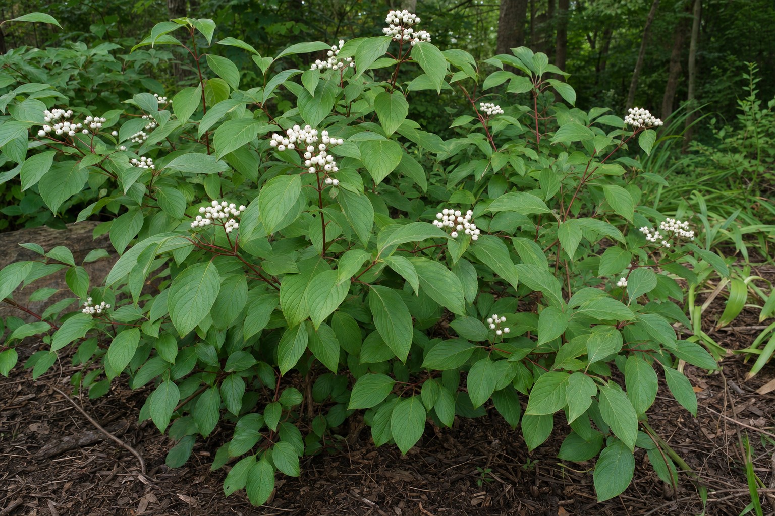 Red Twig Dogwood (Cornus sericea) identification photo