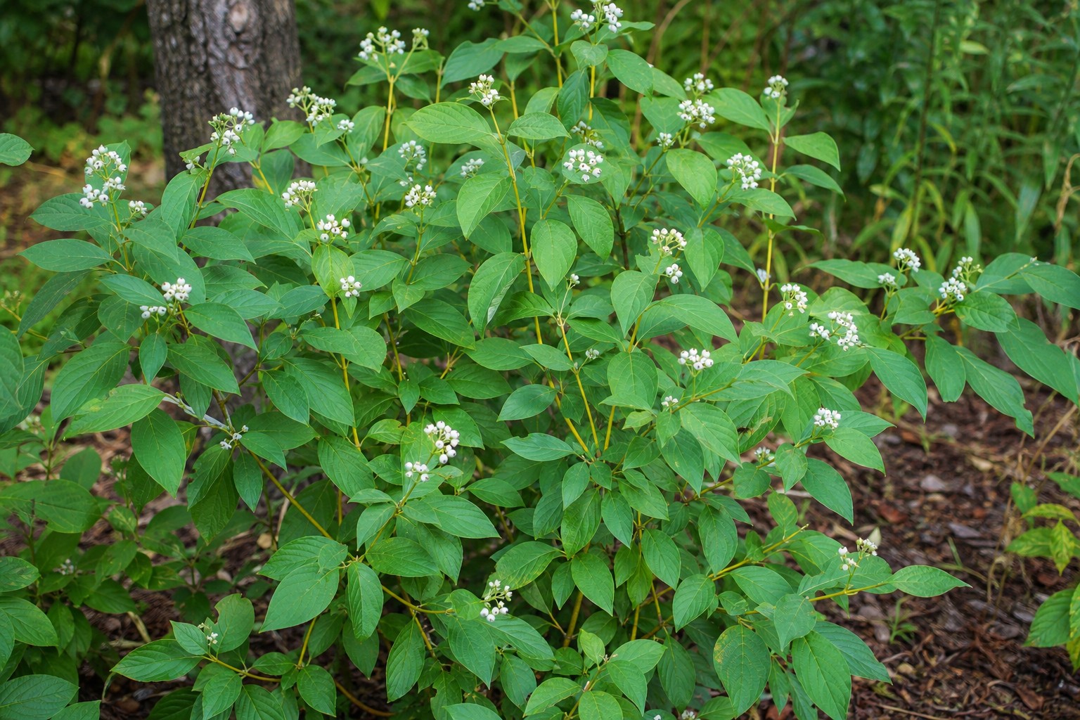 Yellow Twig Dogwood (Cornus sericea 'Flaviramea') identification photo