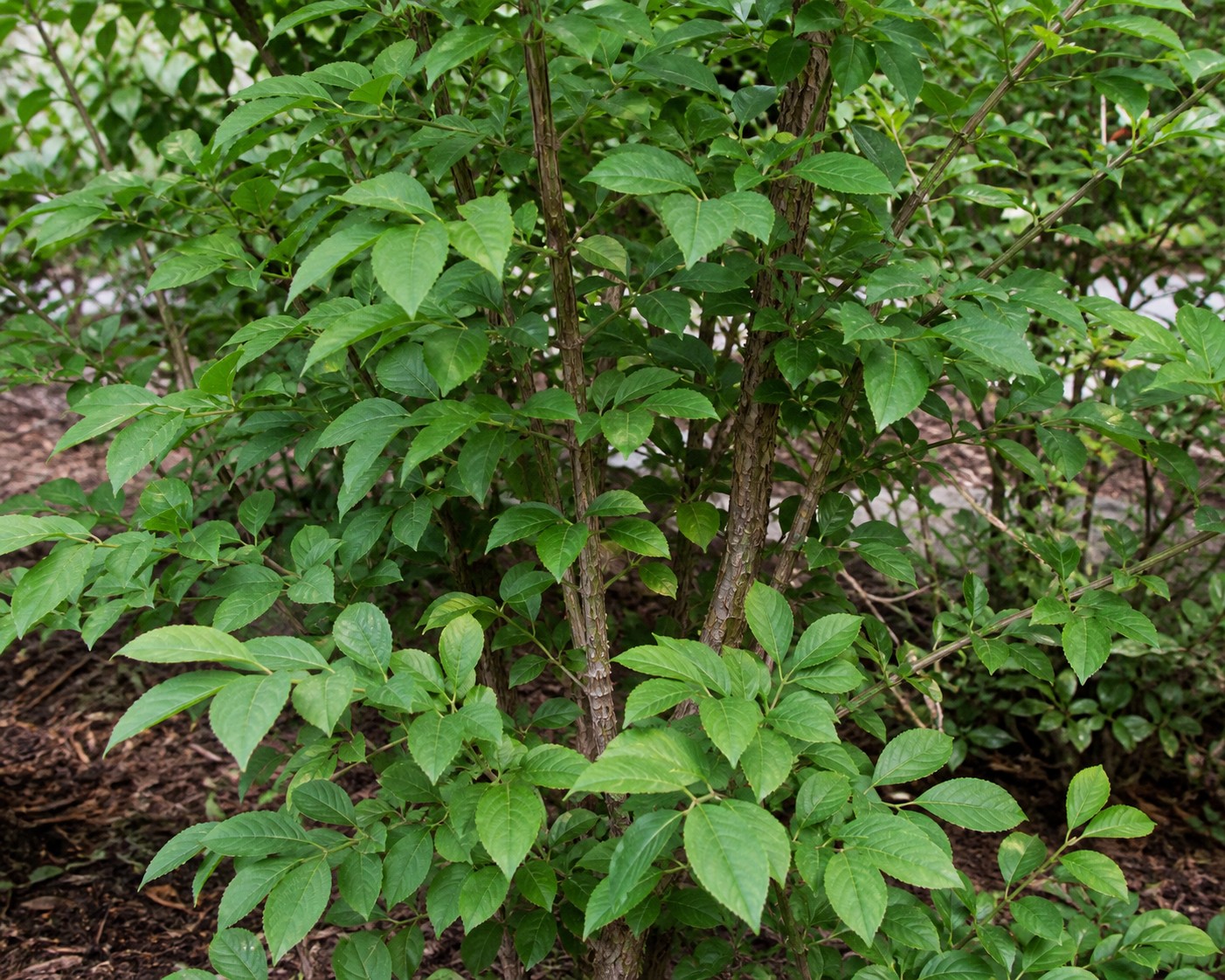 Burning Bush (Euonymus alatus) identification photo