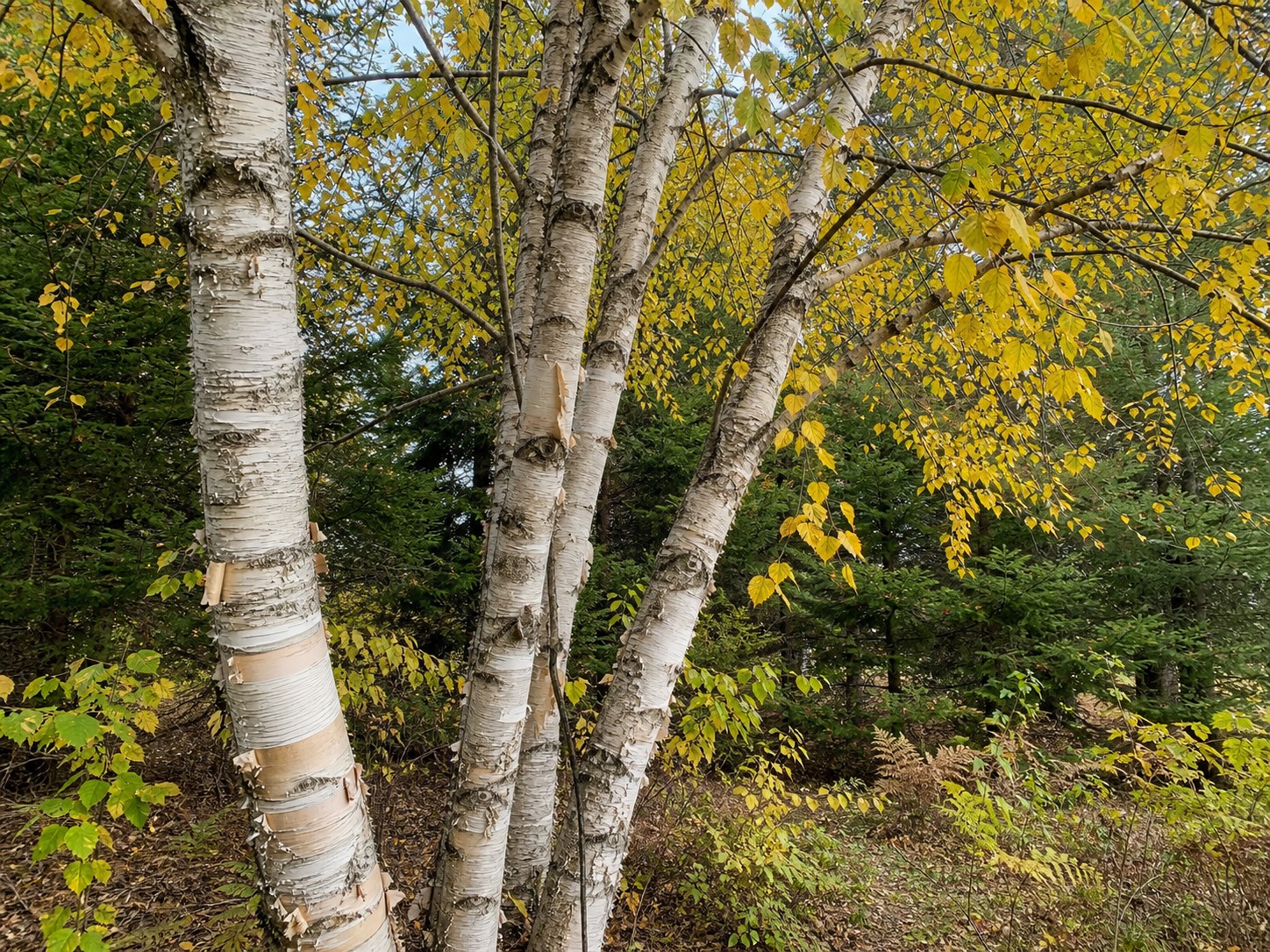 Paper Birch (Betula papyrifera) identification photo