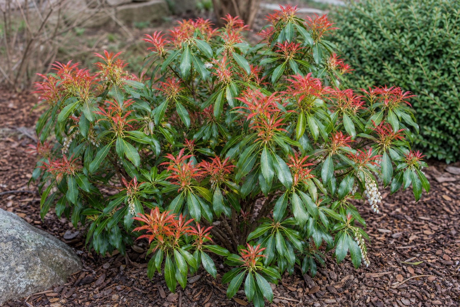Japanese Pieris (Pieris japonica) identification photo