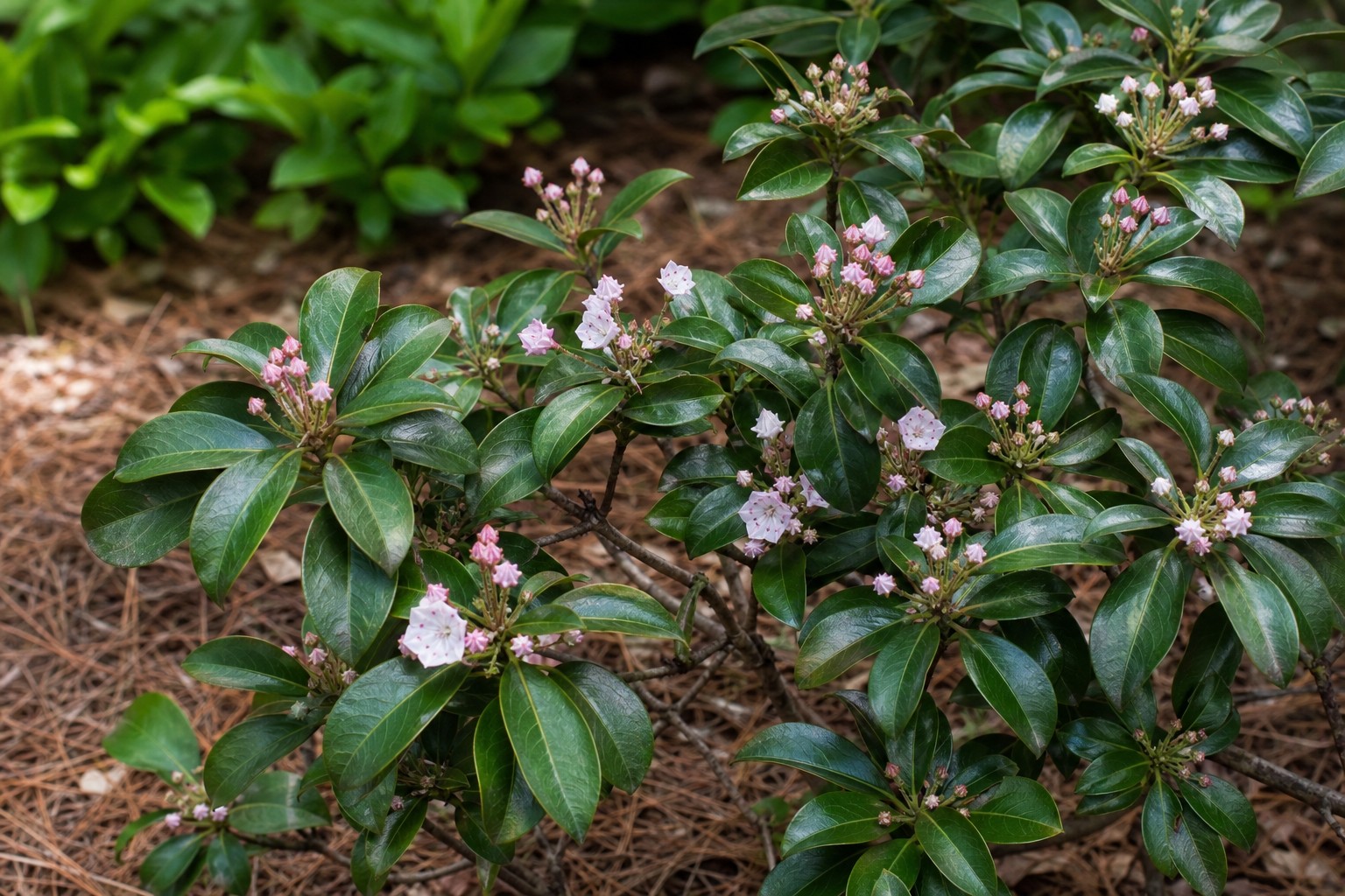 Mountain Laurel (Kalmia latifolia) identification photo