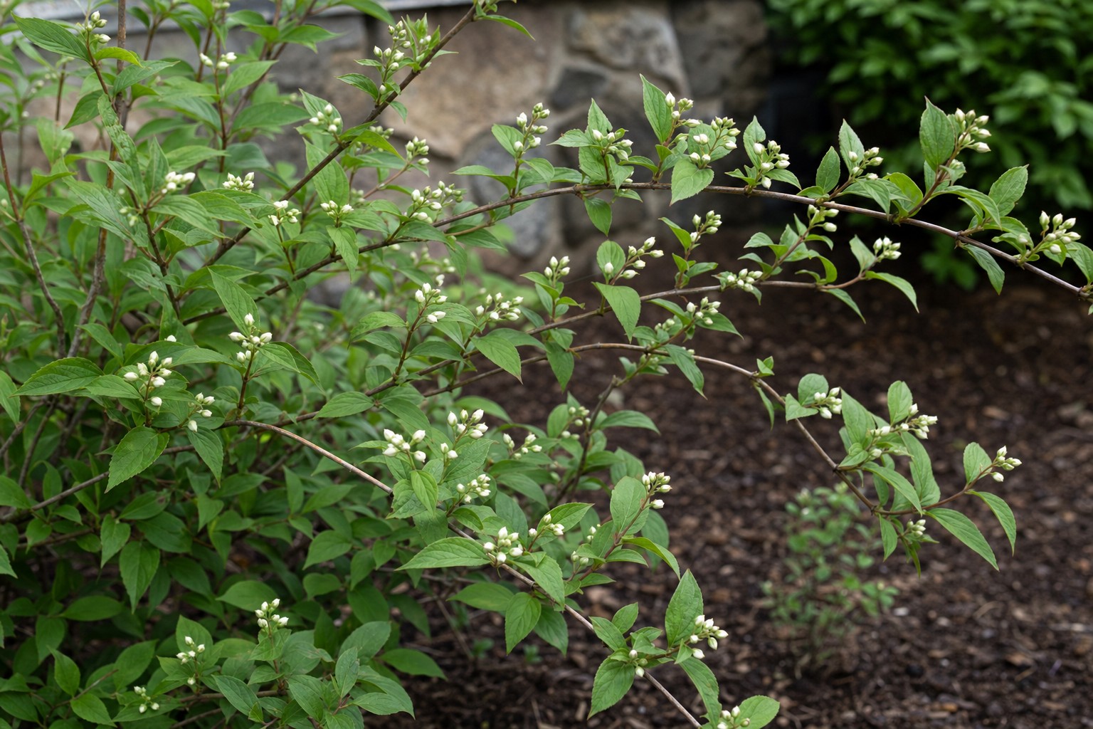 Deutzia (Deutzia gracilis) identification photo