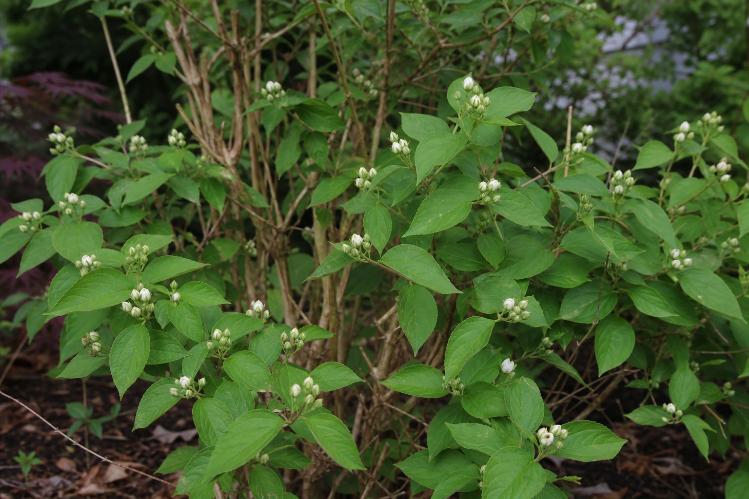 Mock Orange (Philadelphus coronarius) identification photo