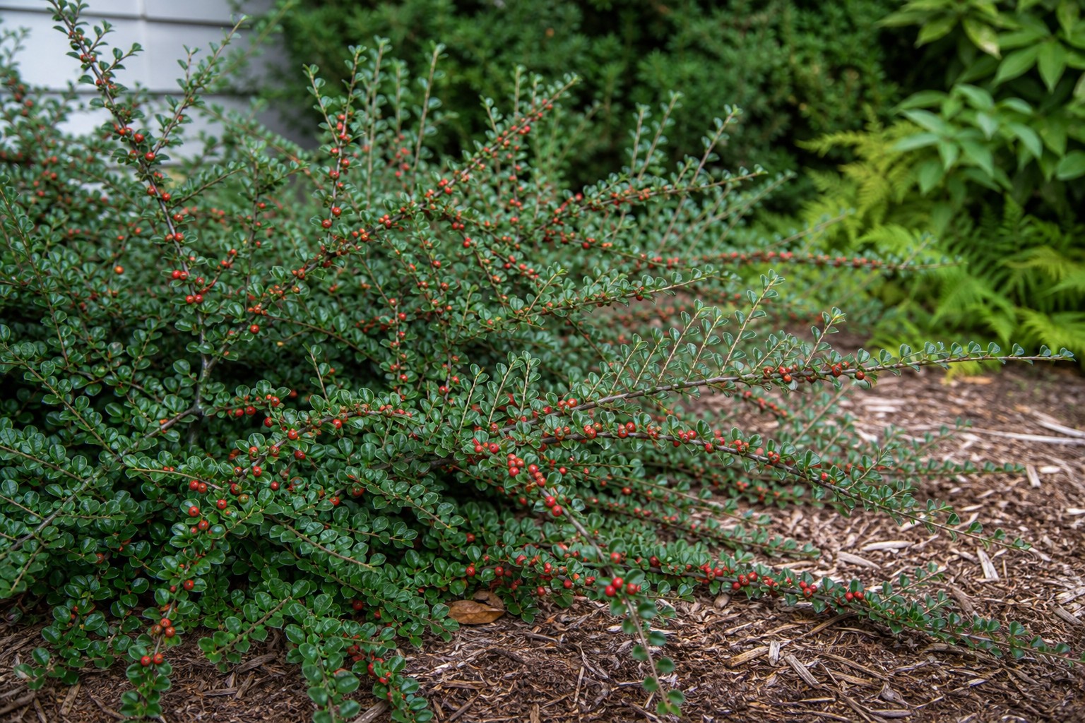 Cotoneaster (Cotoneaster apiculatus) identification photo