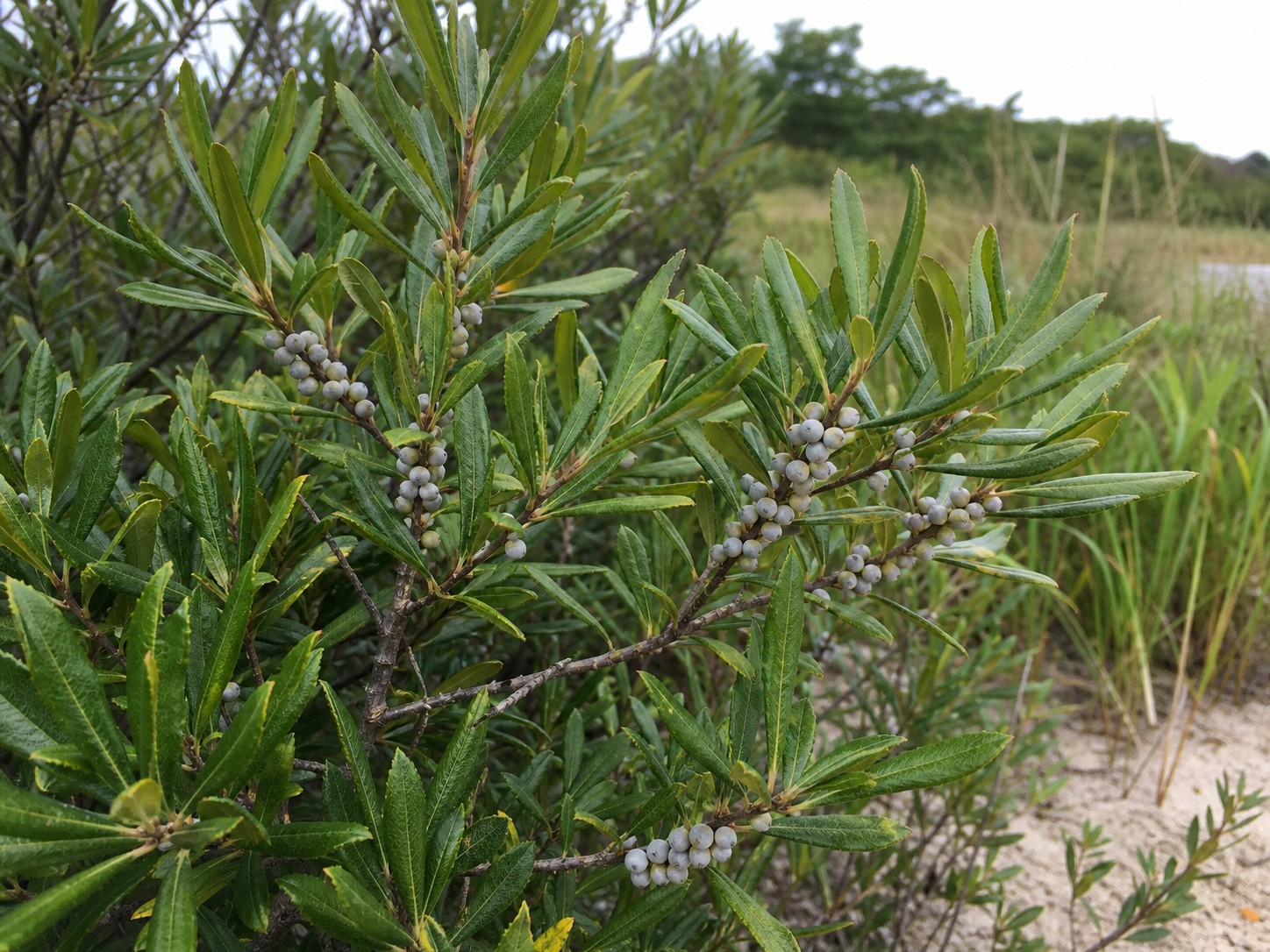 Bayberry (Myrica pensylvanica) identification photo