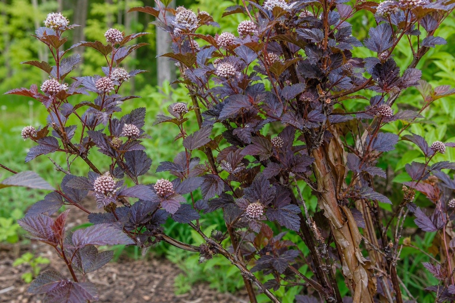 Ninebark (Physocarpus opulifolius) identification photo