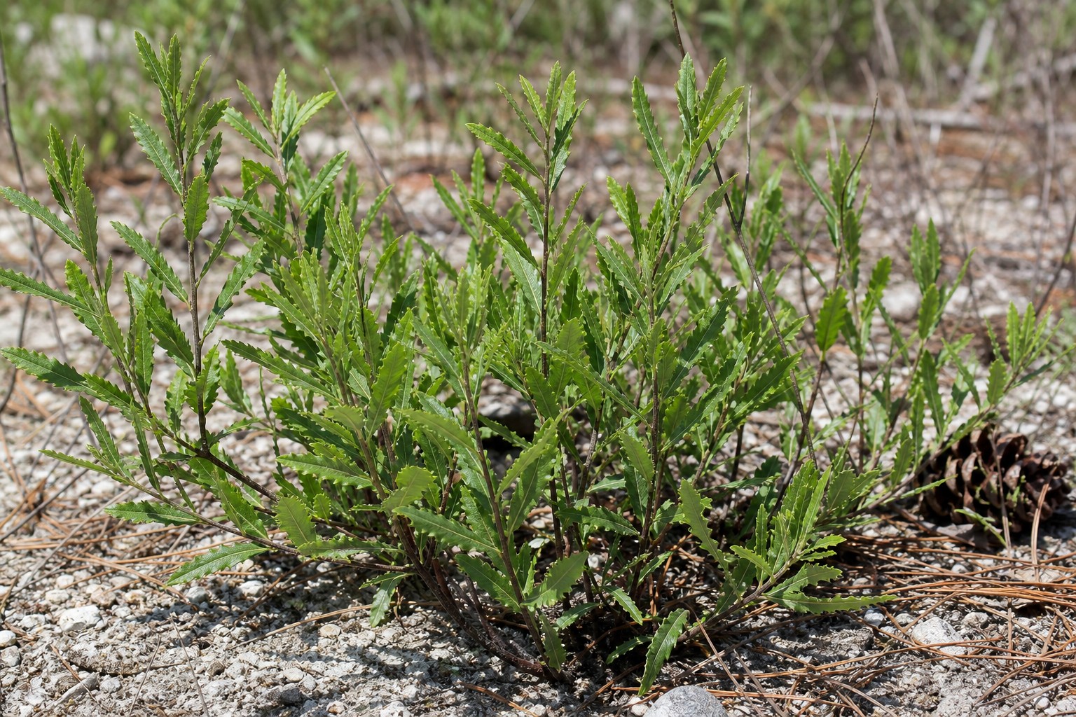 Sweetfern (Comptonia peregrina) identification photo