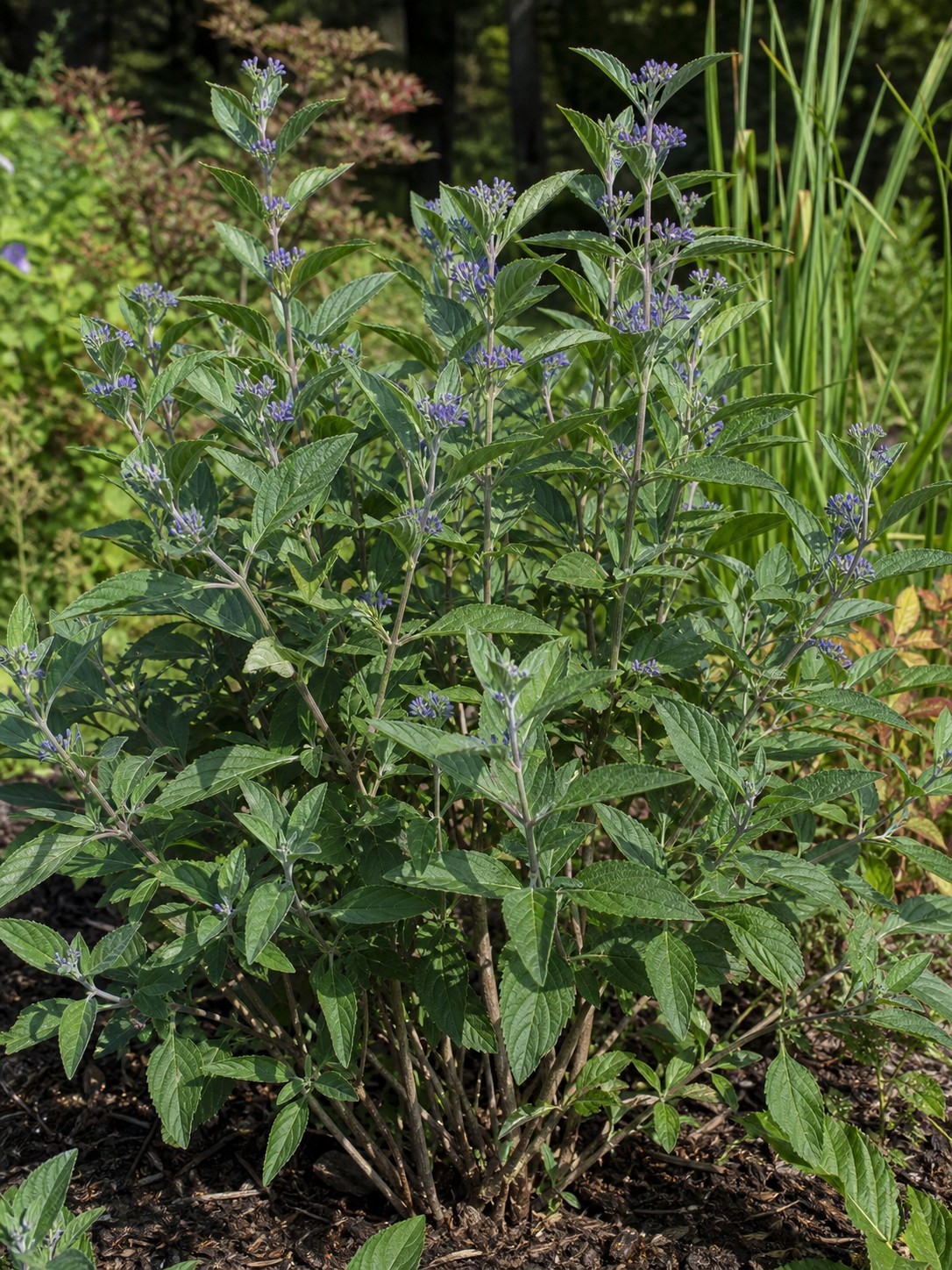 Blue Mist Shrub (Caryopteris x clandonensis) identification photo