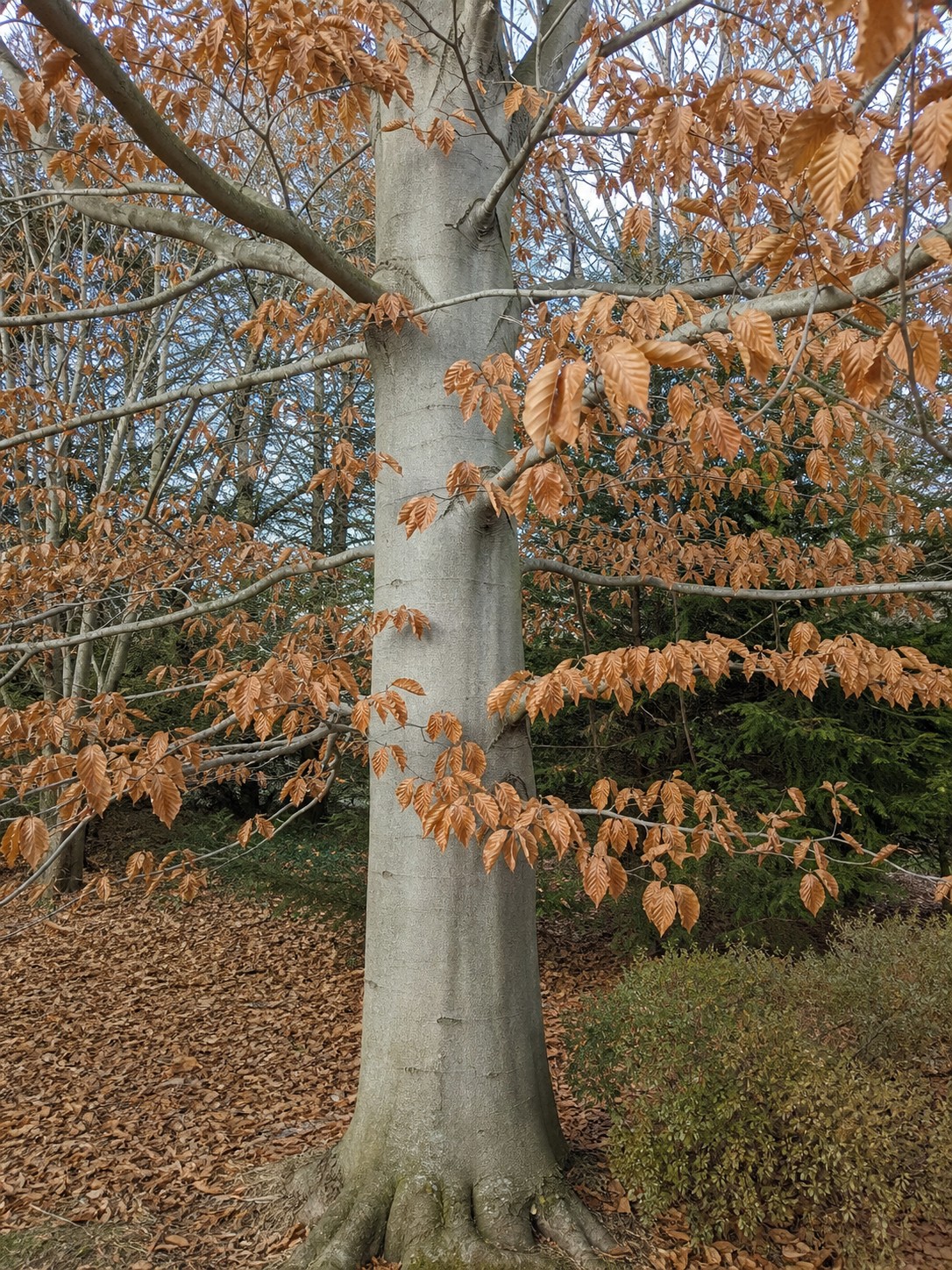 American Beech (Fagus grandifolia) identification photo