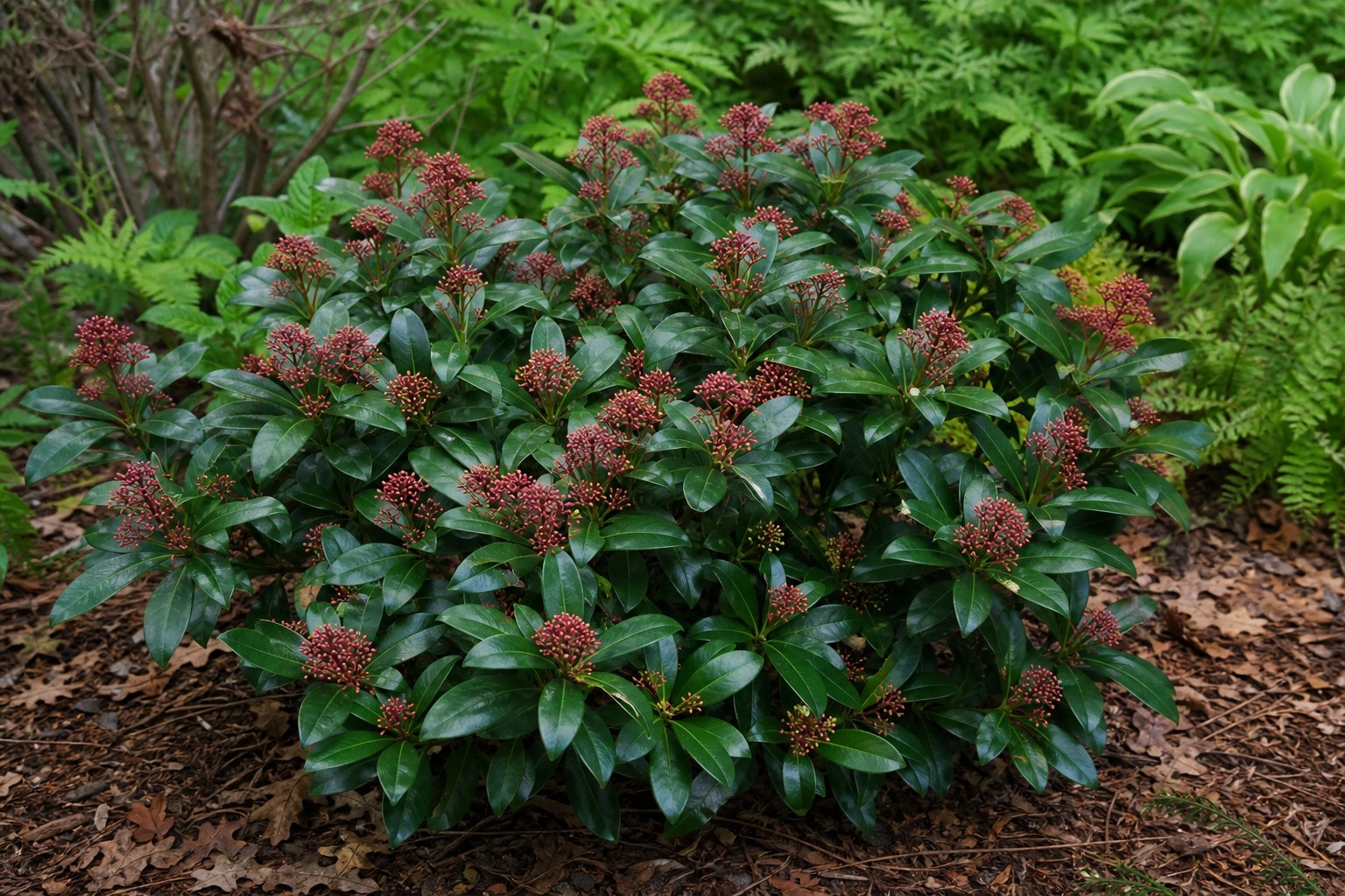 Japanese Skimmia (Skimmia japonica) identification photo