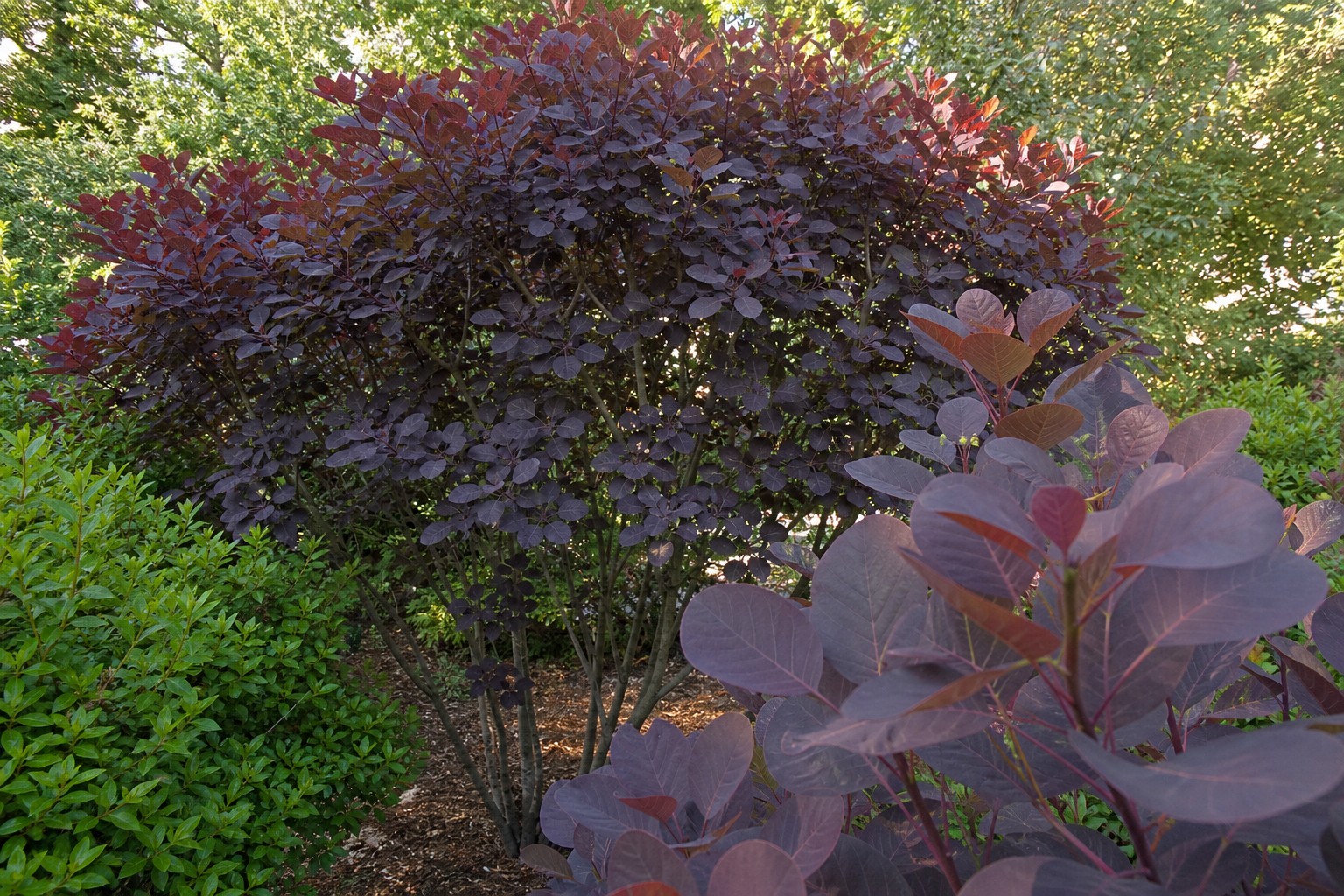 Smokebush (Cotinus coggygria) identification photo