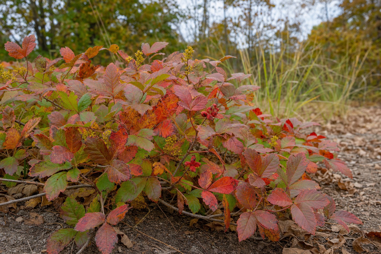Fragrant Sumac (Rhus aromatica) identification photo
