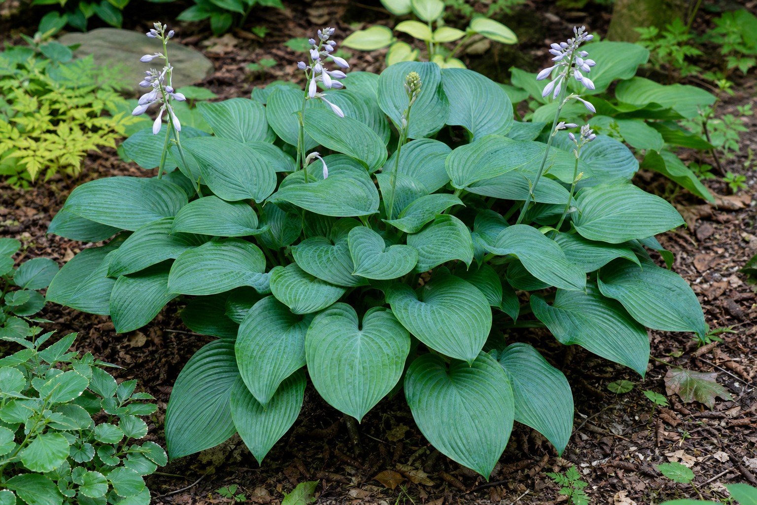 Hosta (Hosta spp.) identification photo