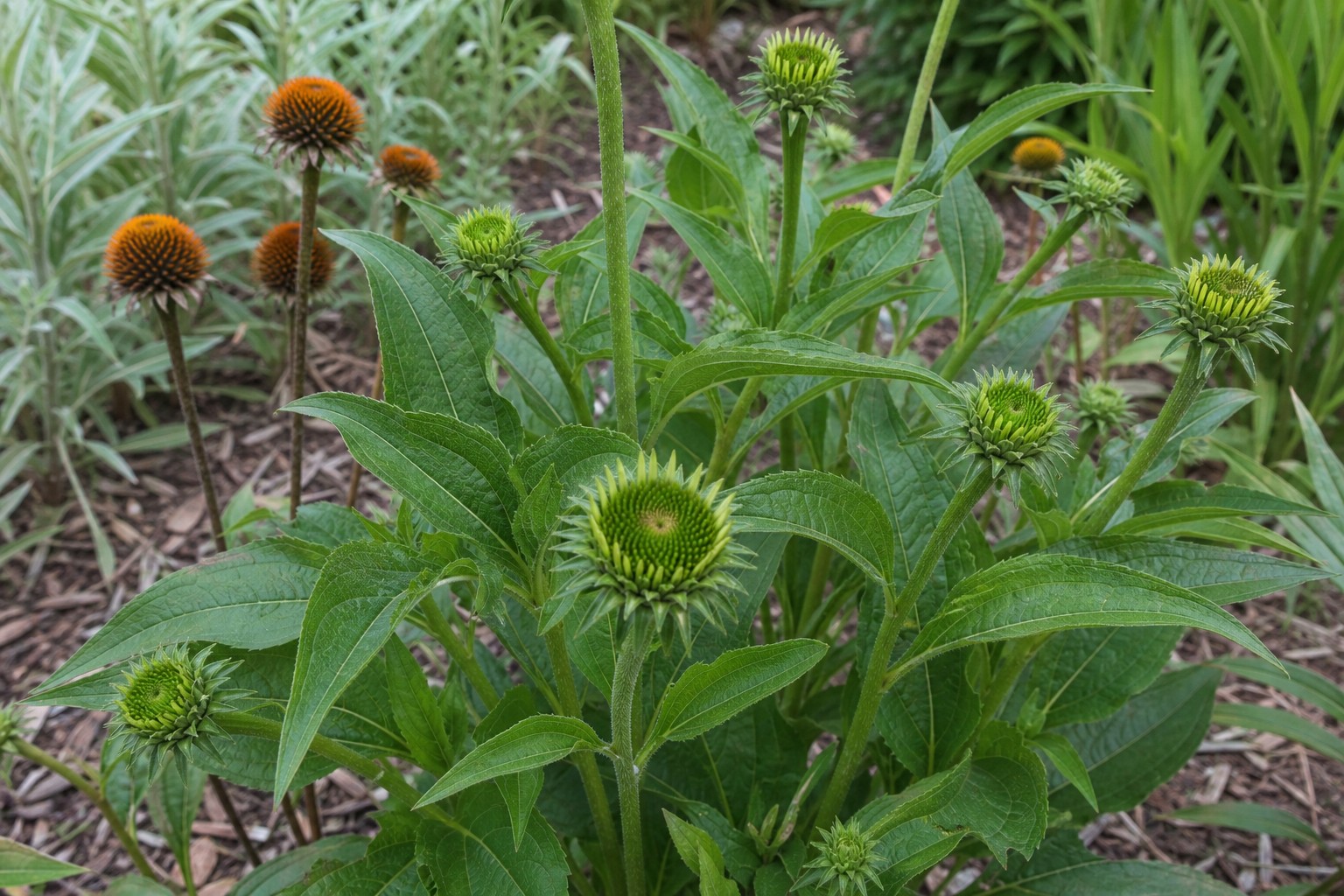 Purple Coneflower (Echinacea purpurea) identification photo