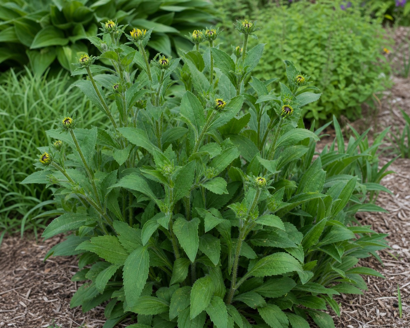 Black-Eyed Susan (Rudbeckia fulgida) identification photo