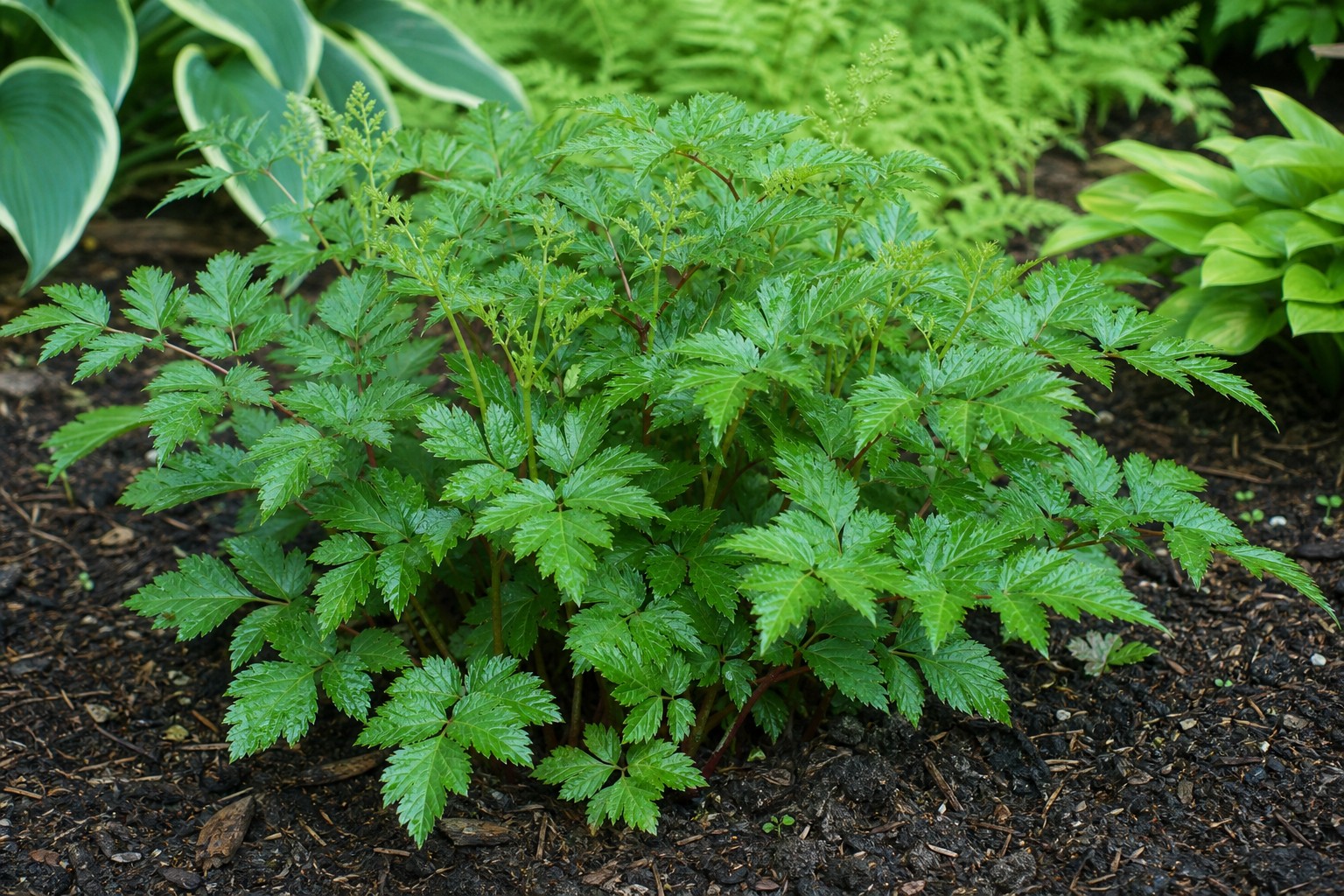 Astilbe (Astilbe spp.) identification photo