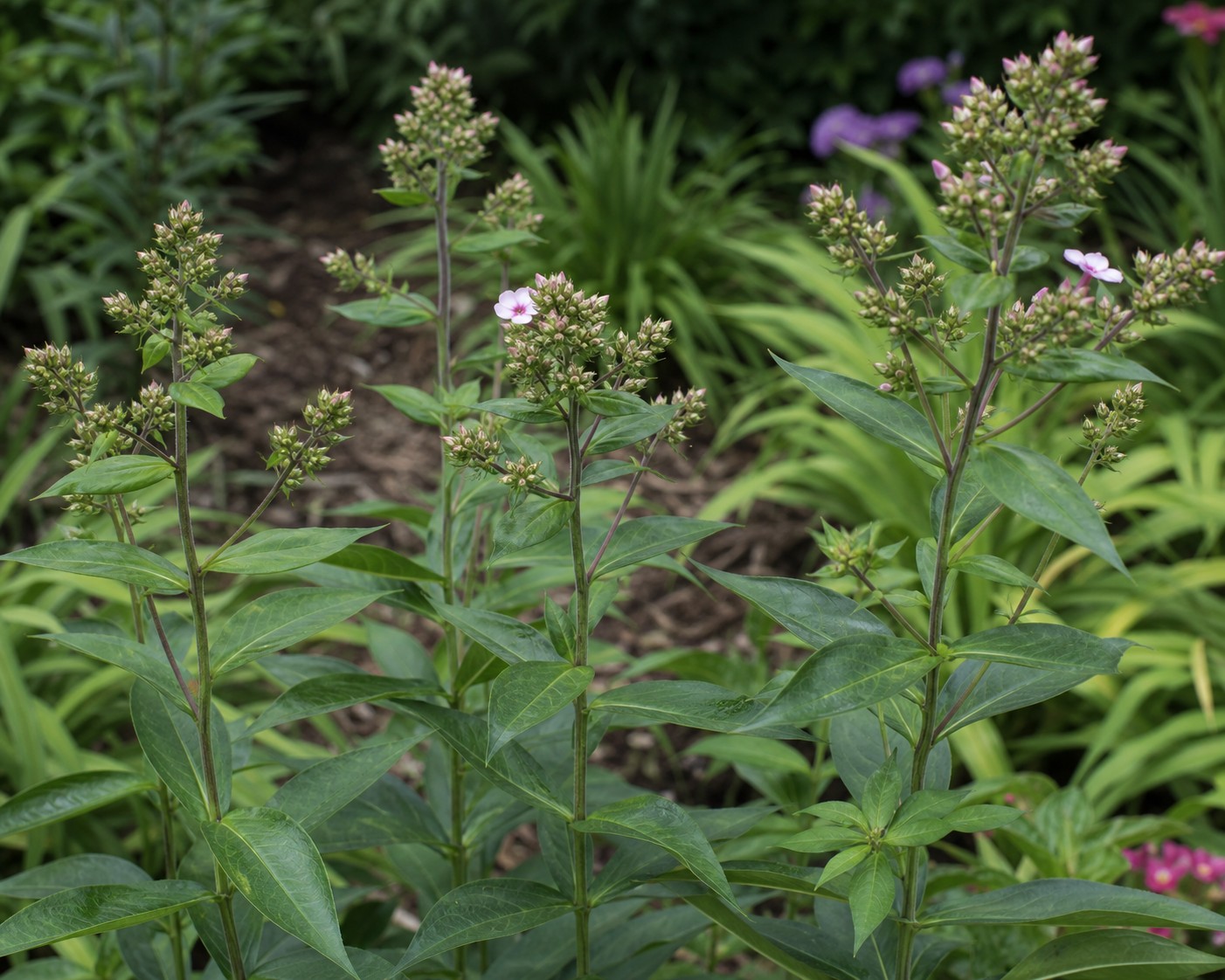 Garden Phlox (Phlox paniculata) identification photo