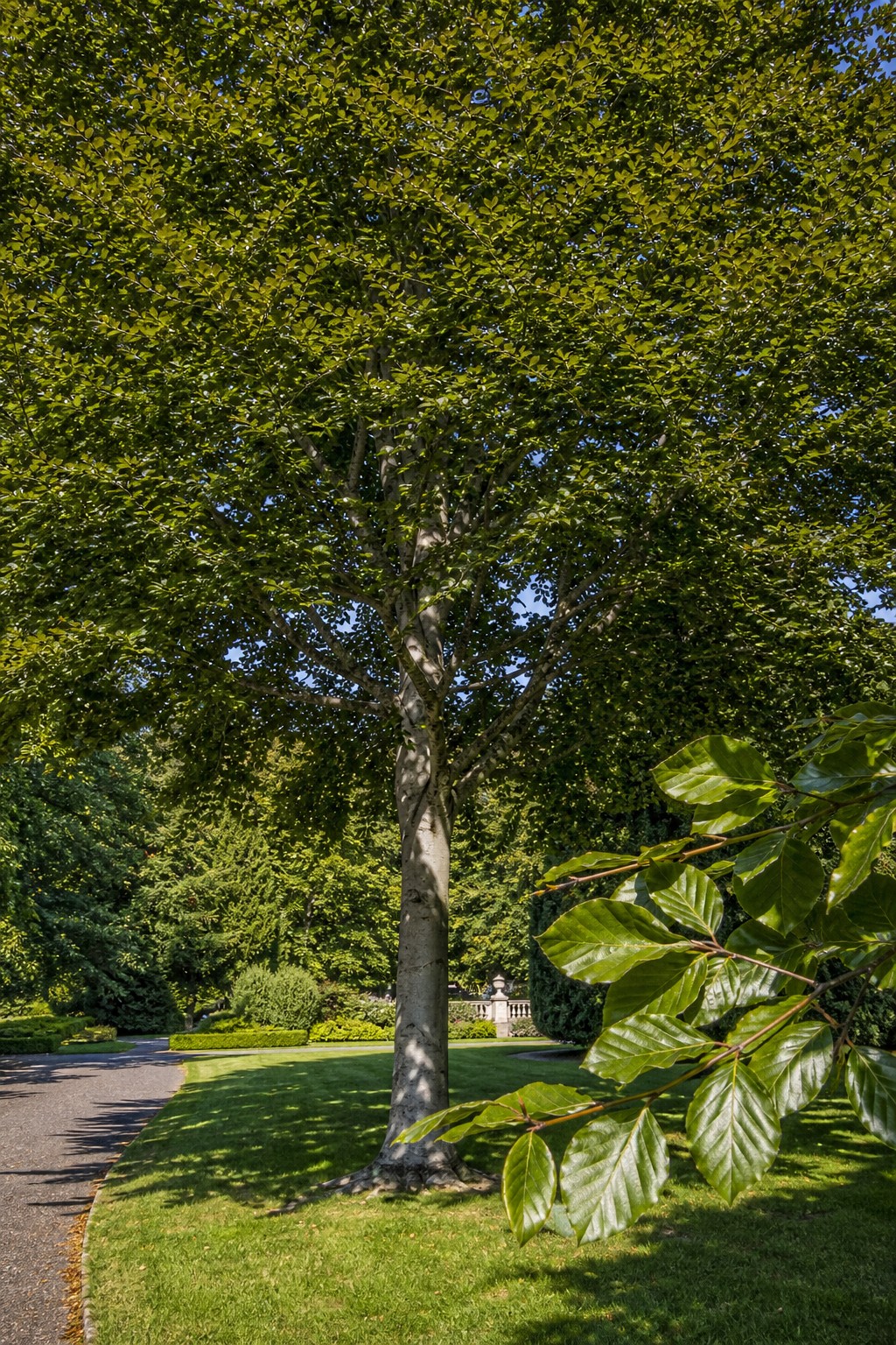 European Beech (Fagus sylvatica) identification photo