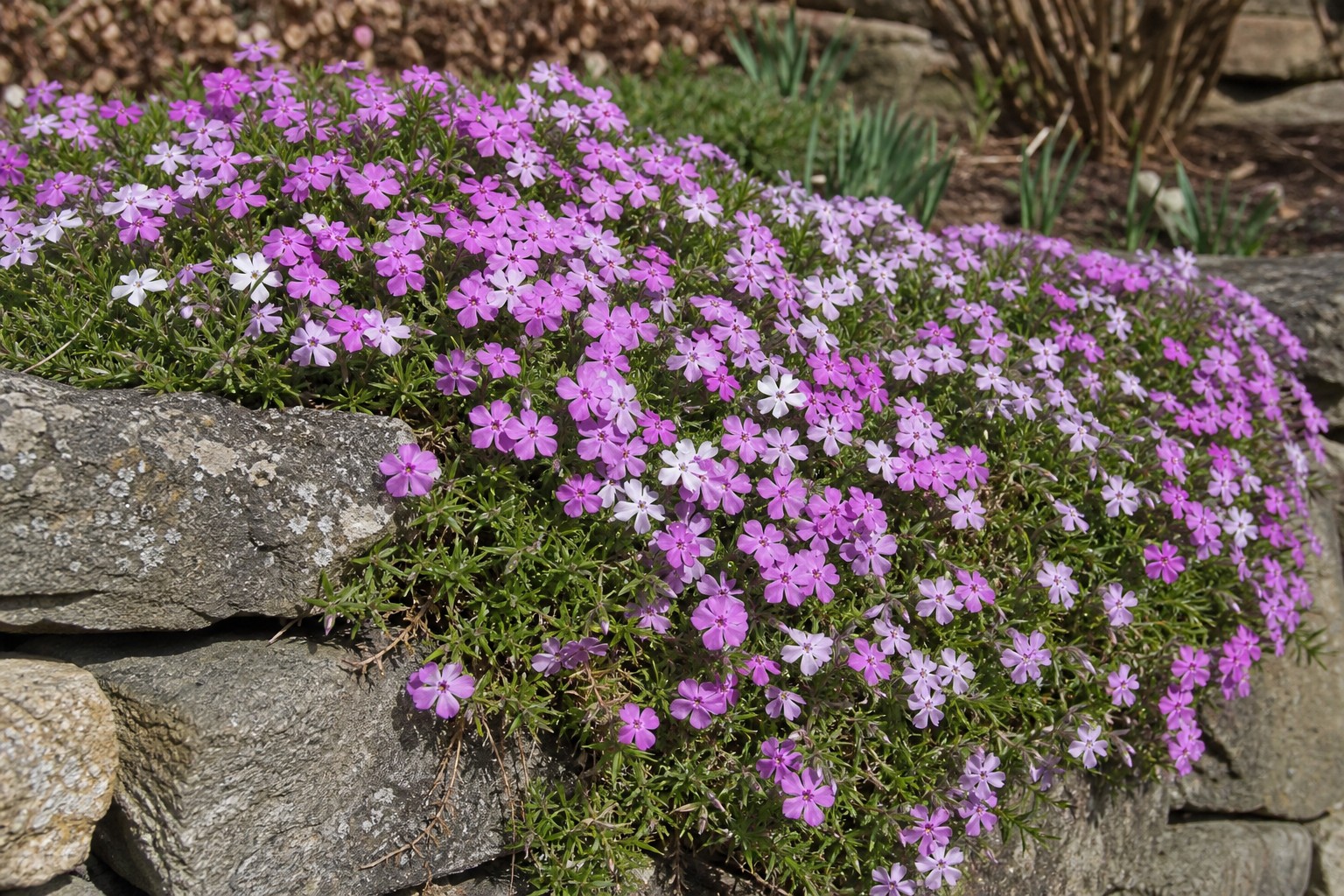 Creeping Phlox (Phlox subulata) identification photo