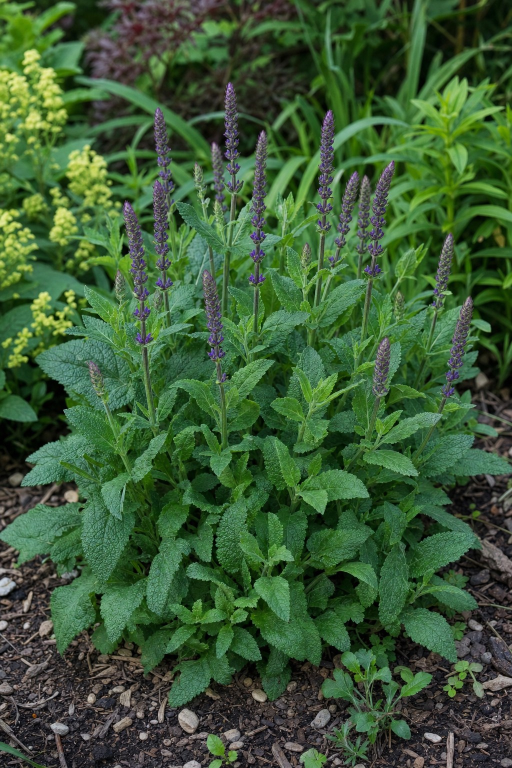 Perennial Salvia (Salvia nemorosa) identification photo