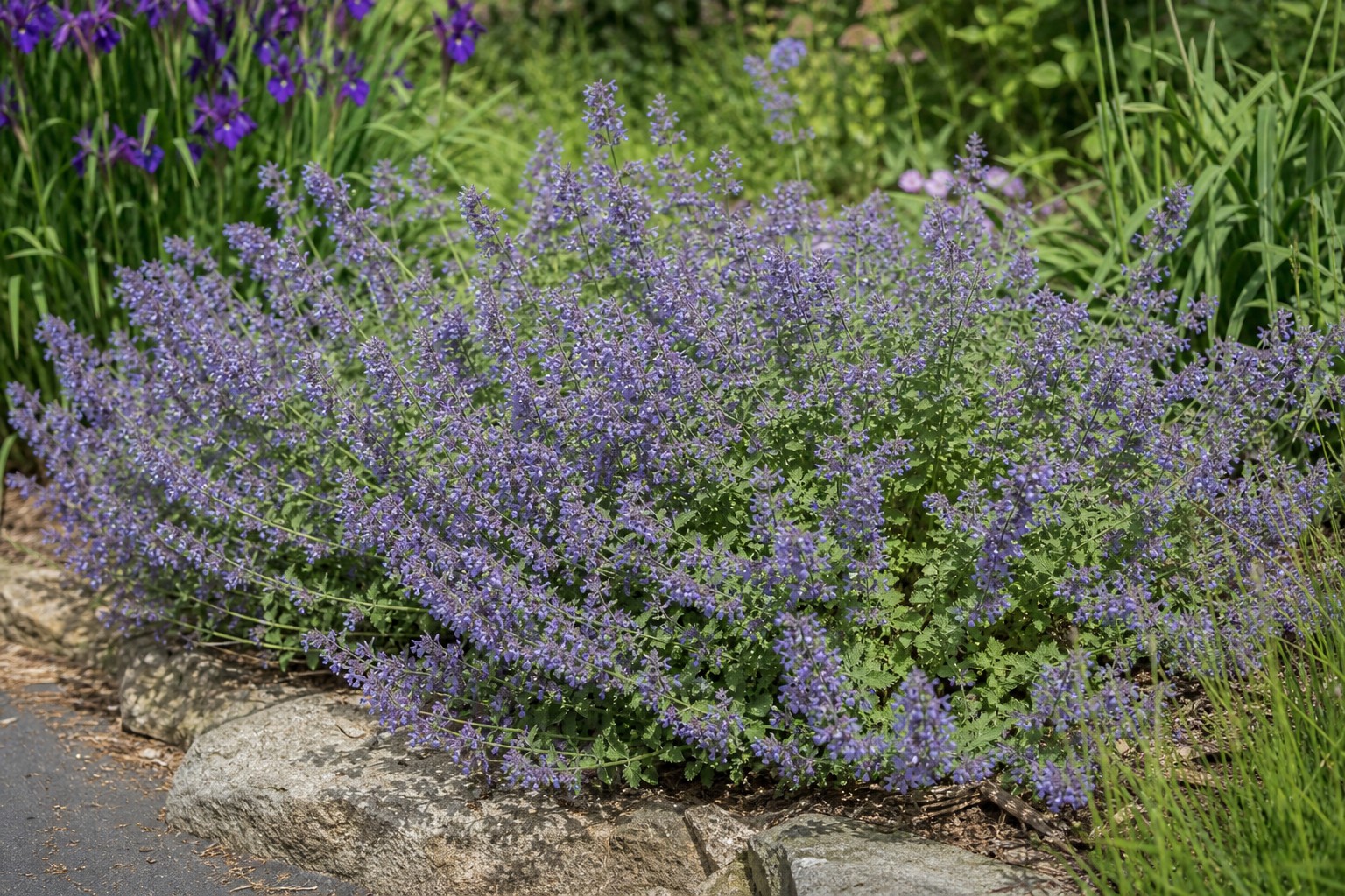 Catmint (Nepeta x faassenii) identification photo