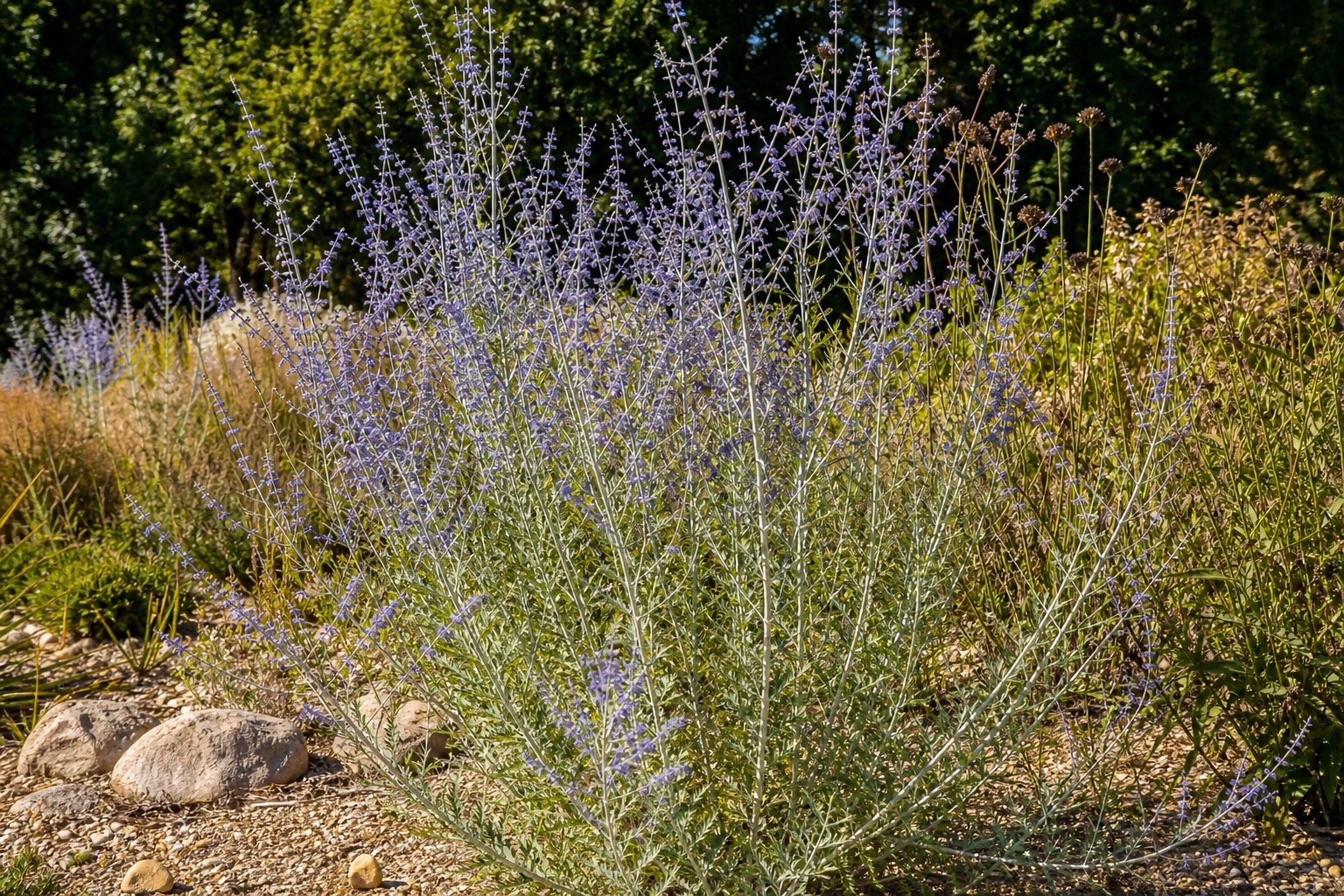 Russian Sage (Perovskia atriplicifolia) identification photo