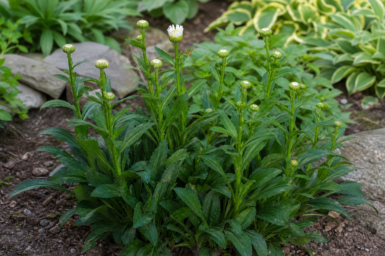 Shasta Daisy (Leucanthemum x superbum) identification photo