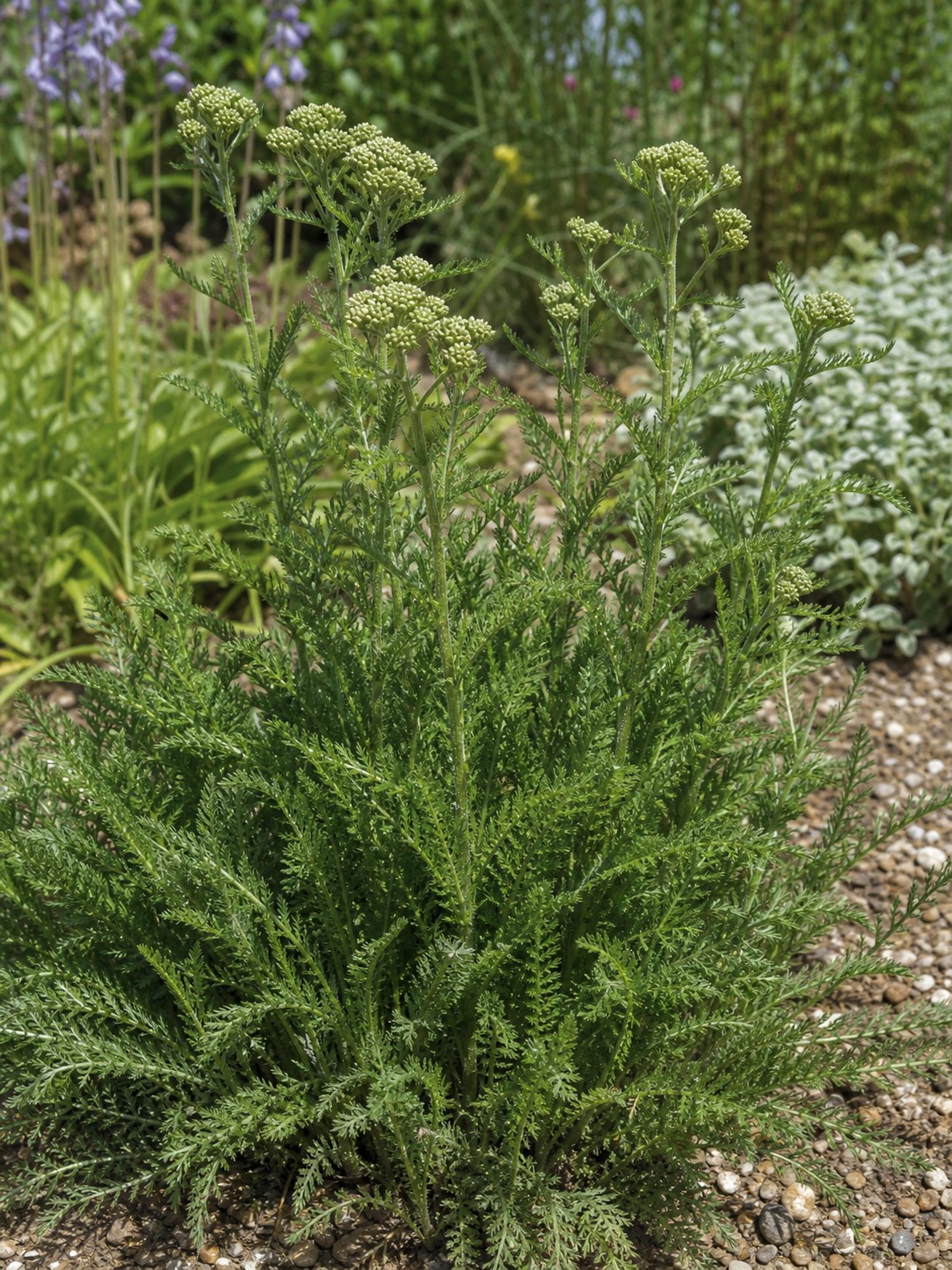 Yarrow (Achillea millefolium) identification photo