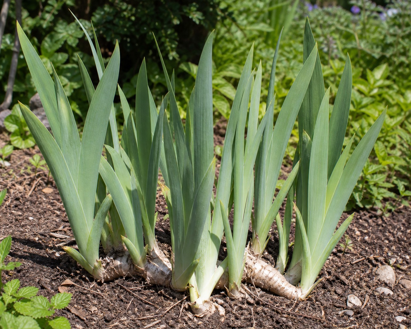 Bearded Iris (Iris germanica) identification photo