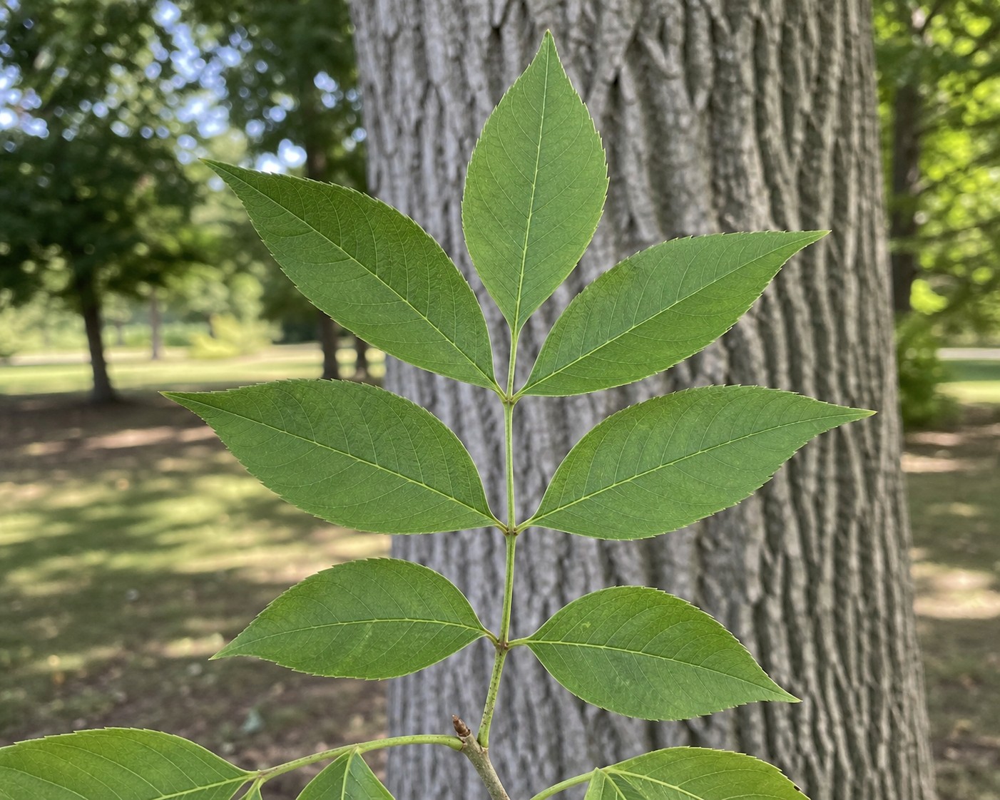 White Ash (Fraxinus americana) identification photo