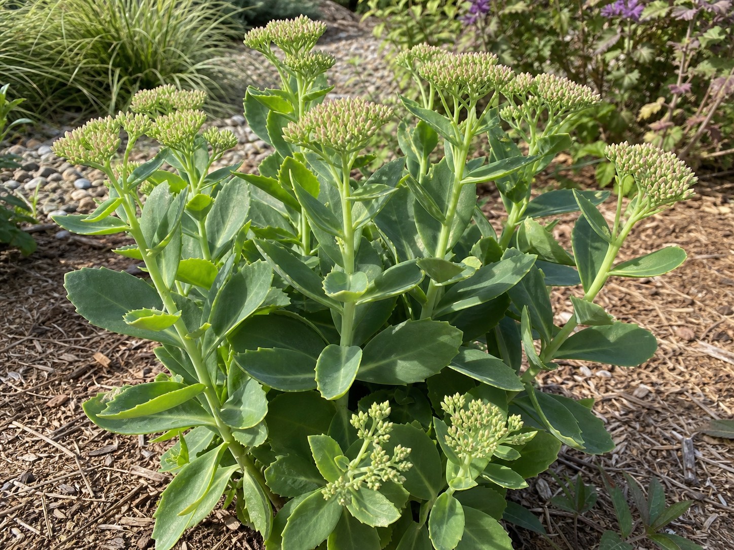 Autumn Sedum (Sedum spectabile) identification photo