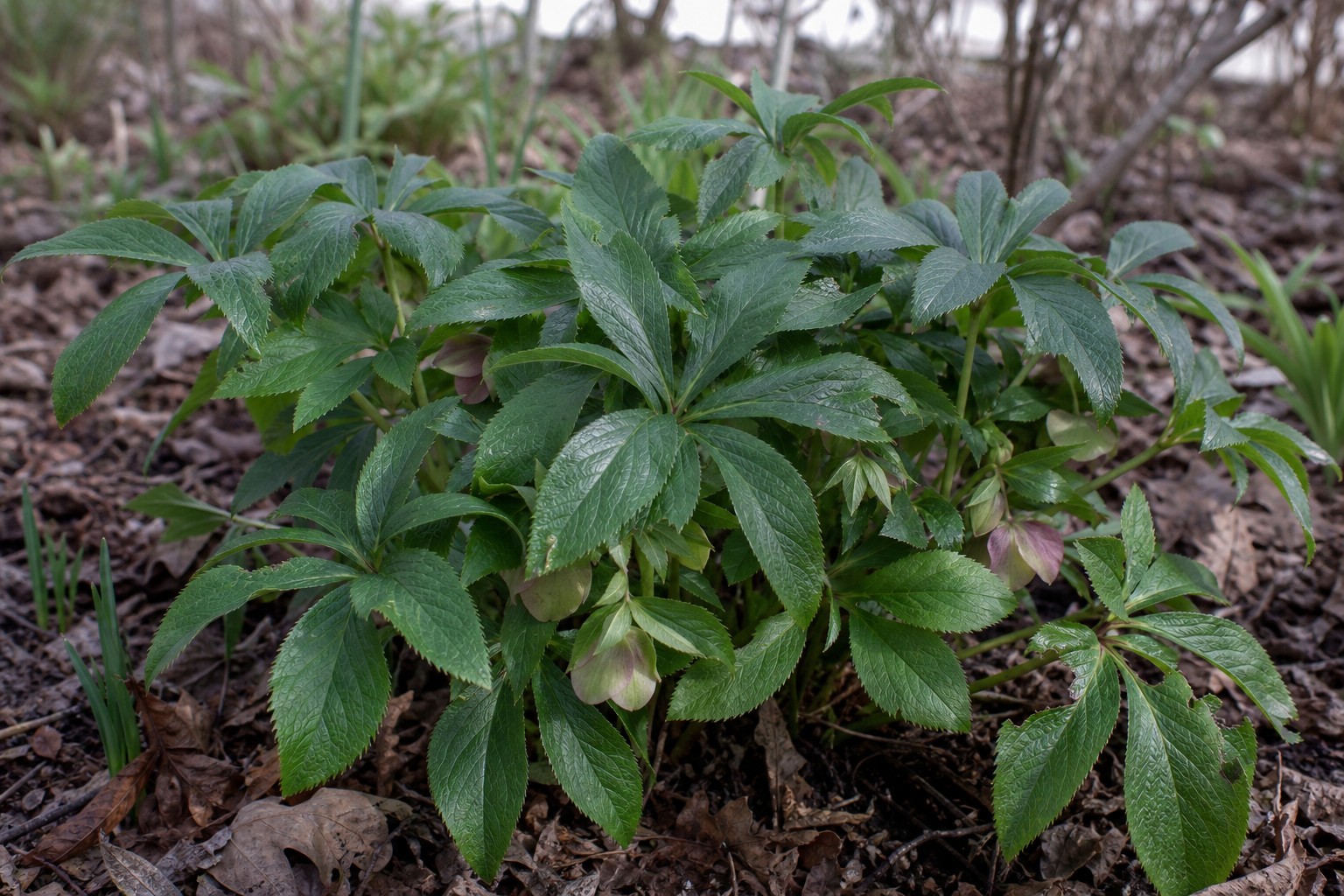 Lenten Rose (Helleborus orientalis) identification photo