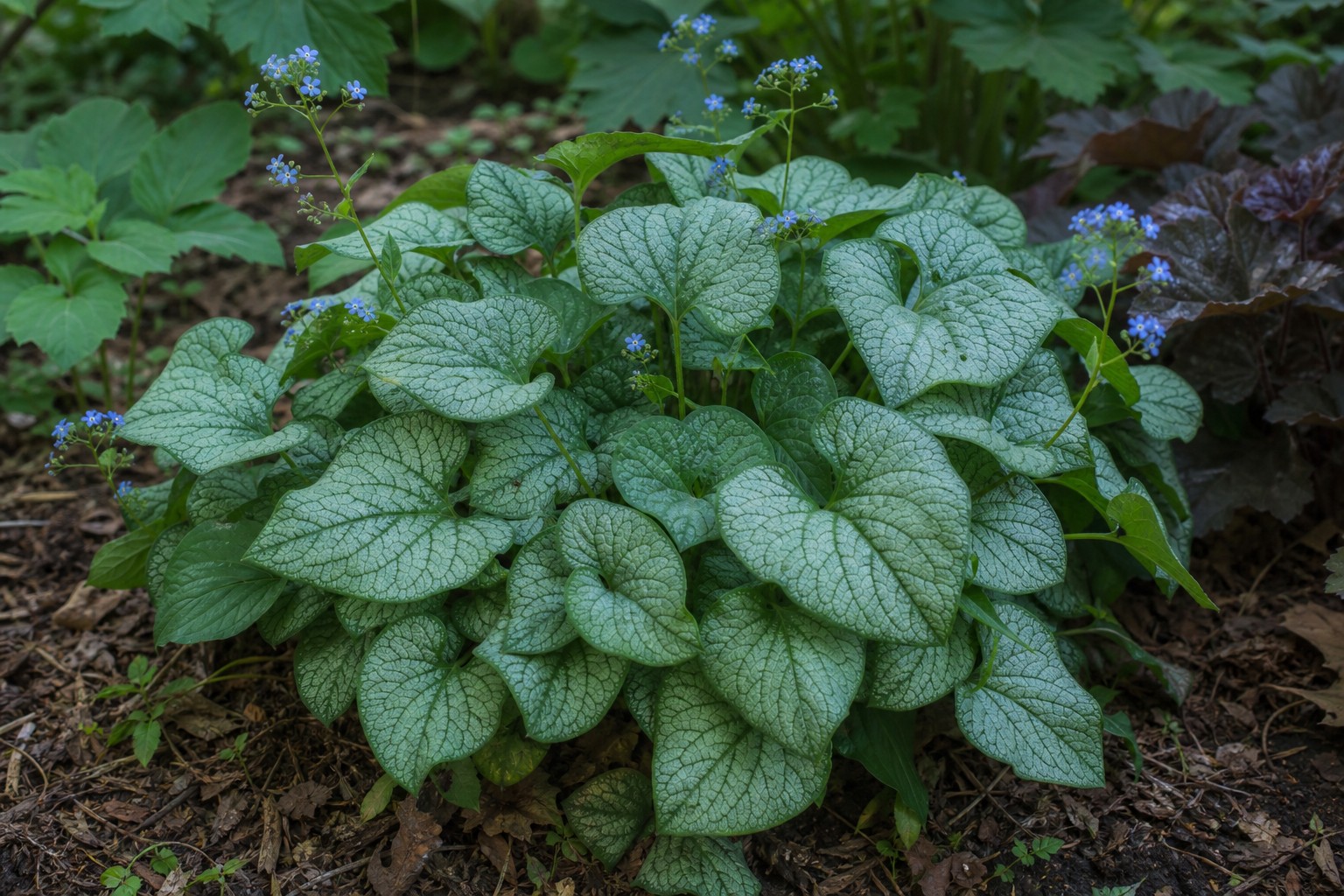 Heartleaf Brunnera (Brunnera macrophylla) identification photo