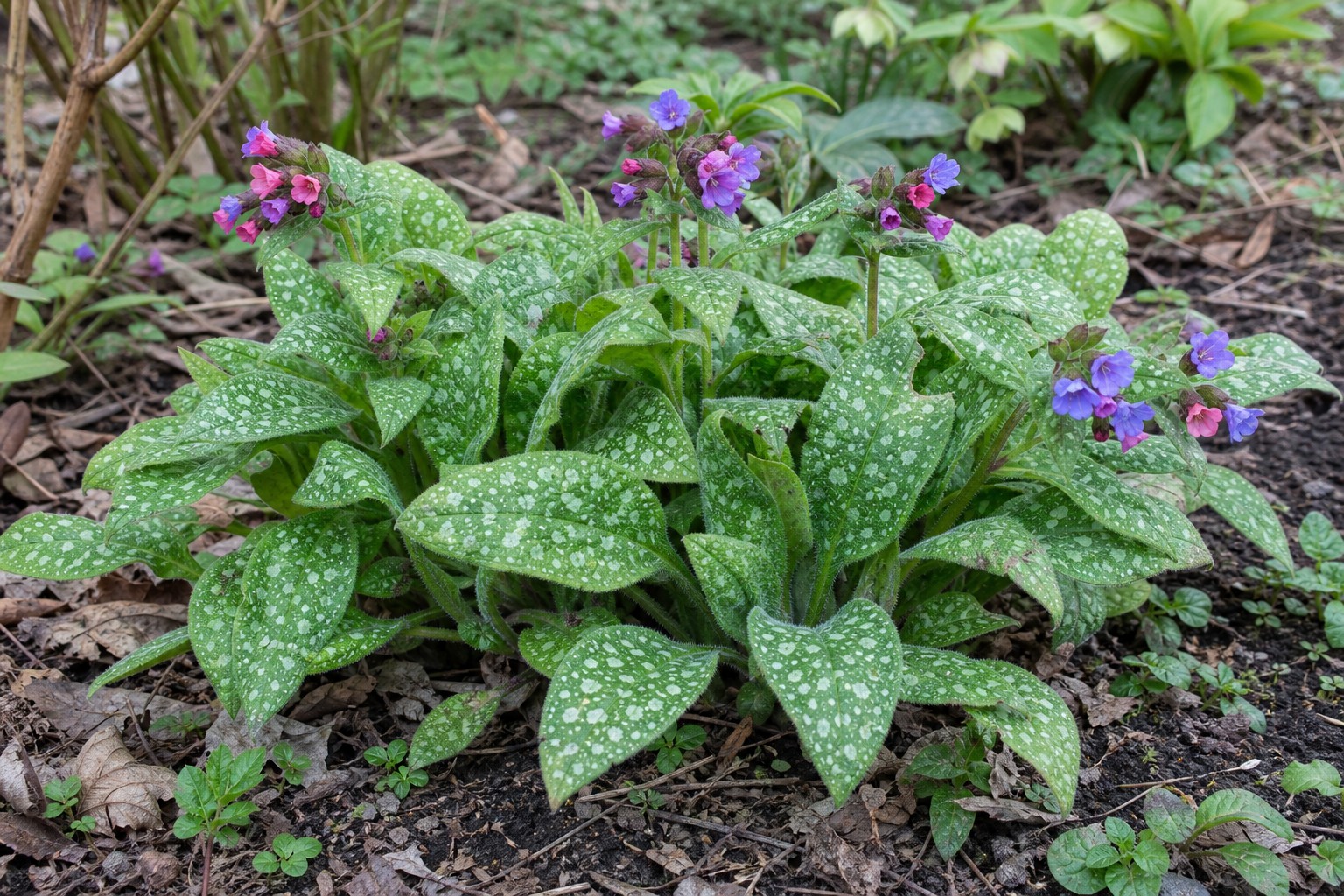 Lungwort (Pulmonaria spp.) identification photo