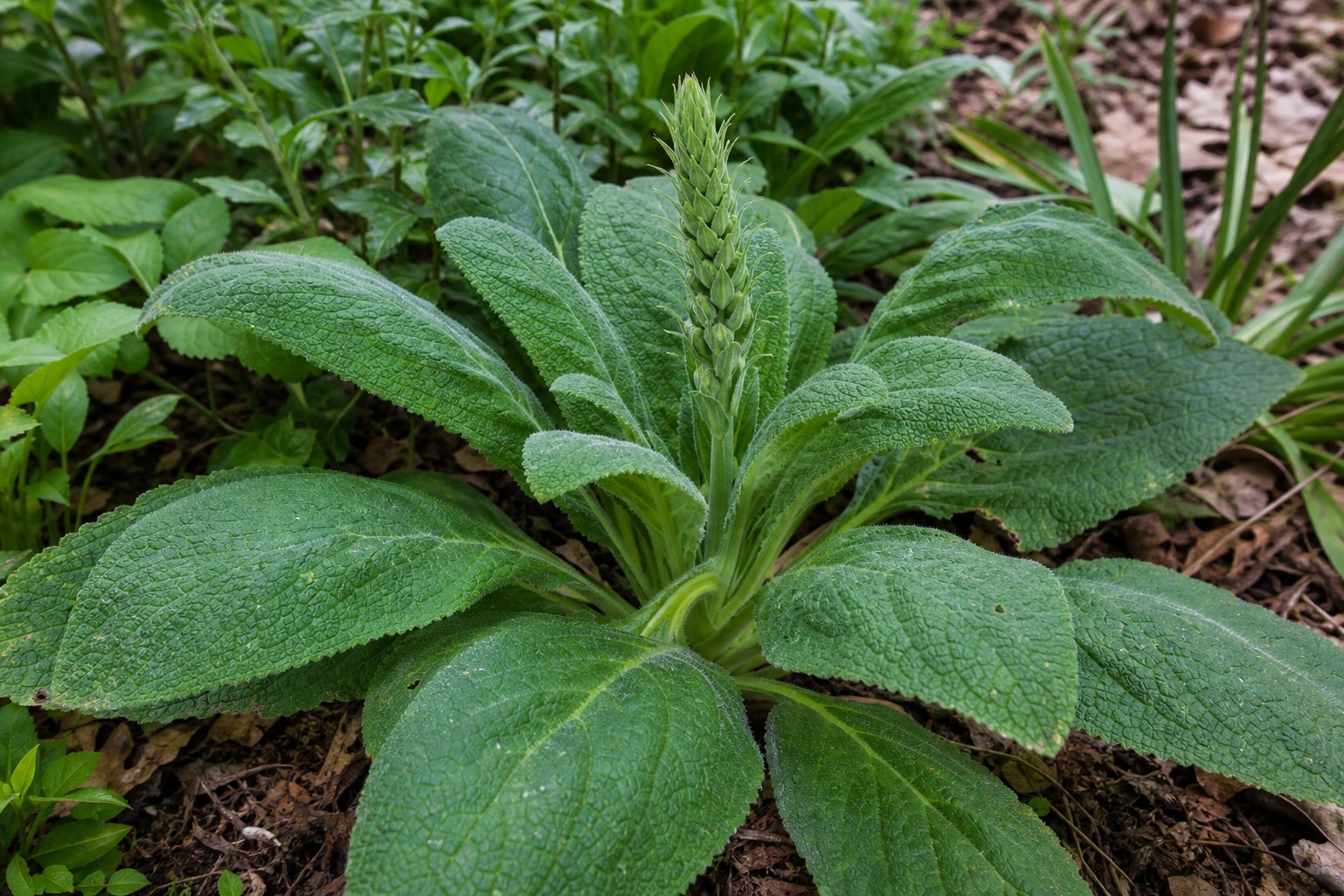 Foxglove (Digitalis purpurea) identification photo