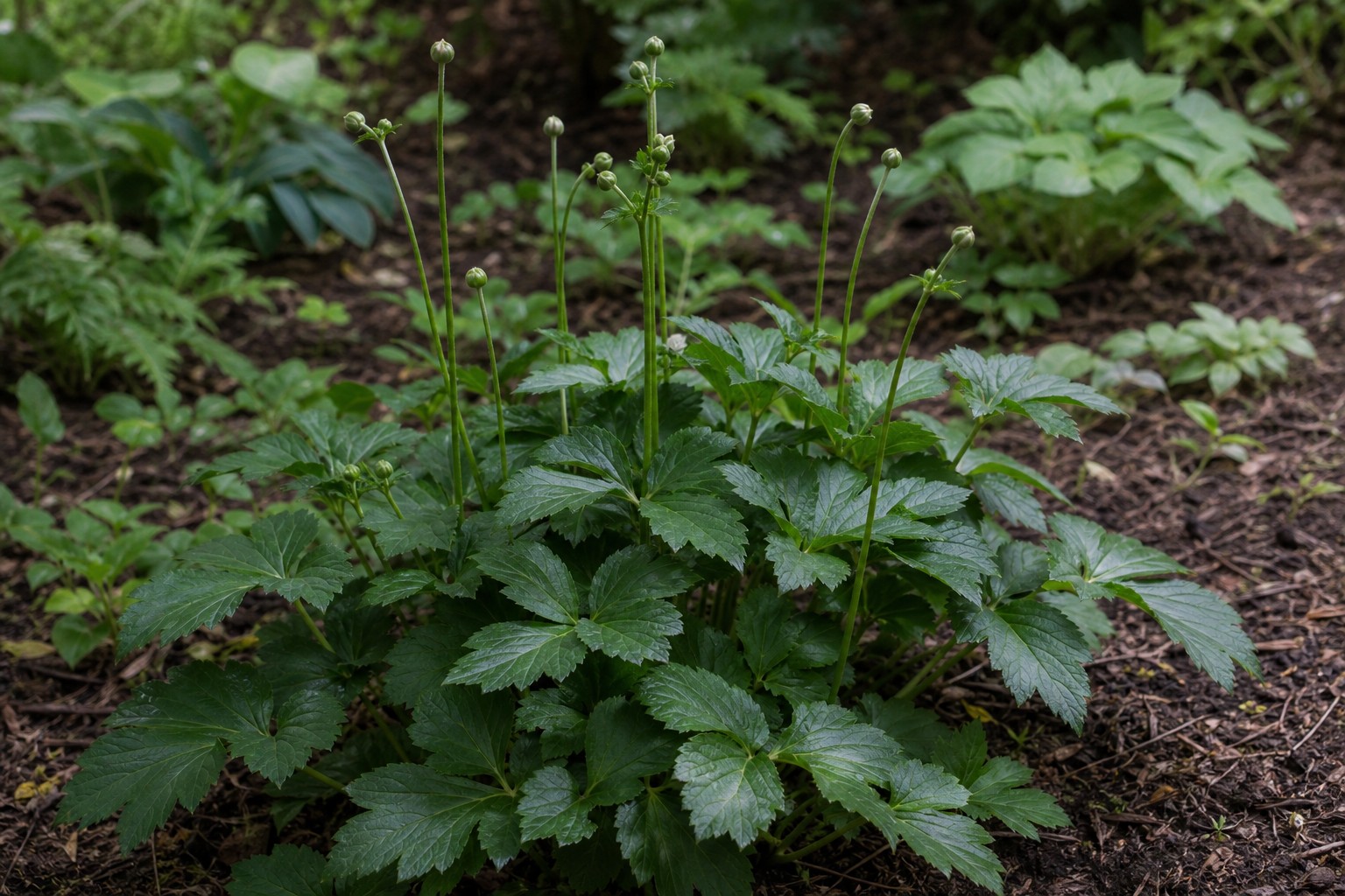 Japanese Anemone (Anemone x hybrida) identification photo