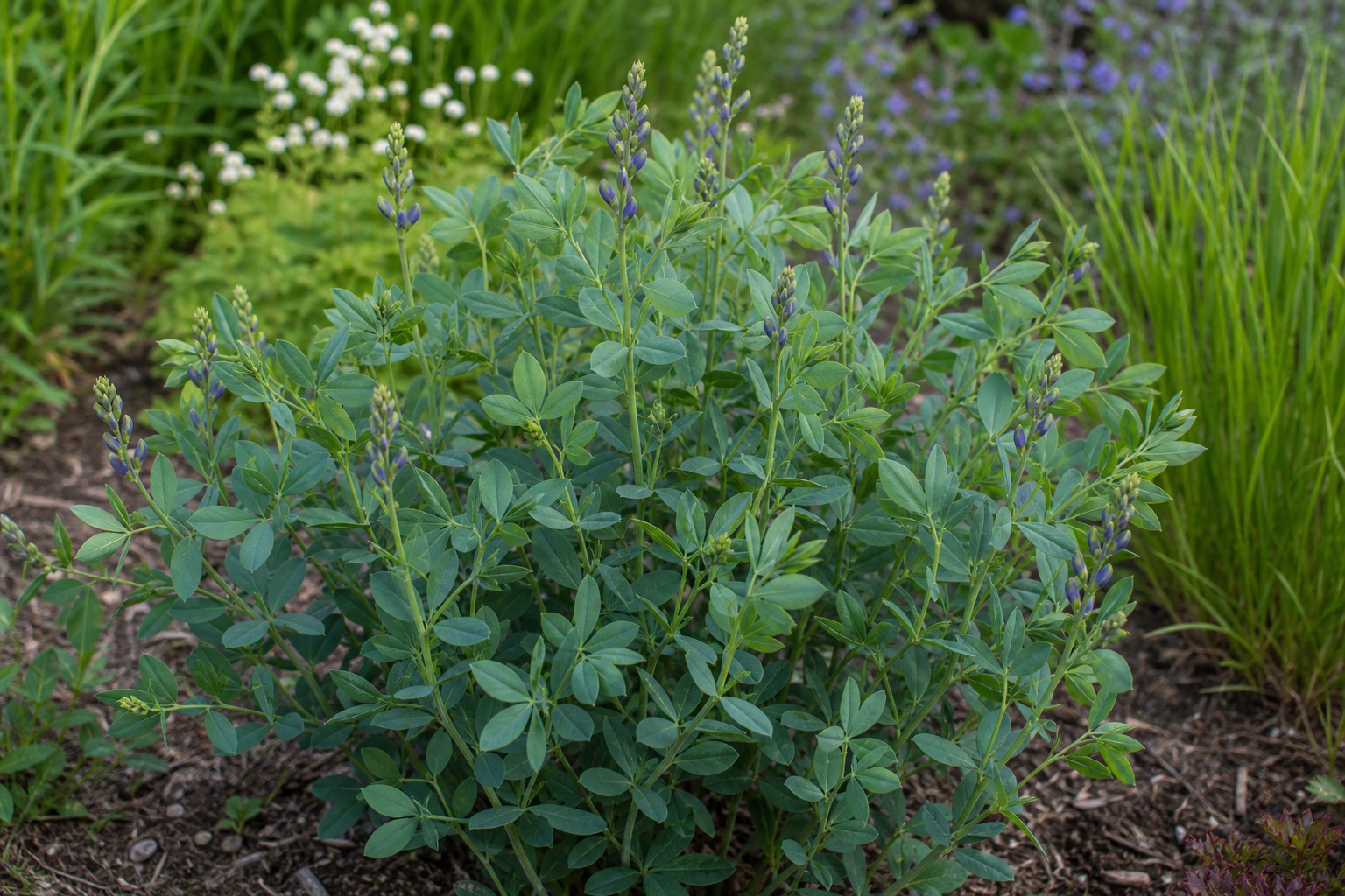 Blue False Indigo (Baptisia australis) identification photo