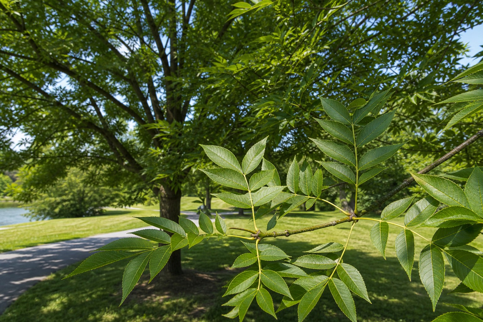 Green Ash (Fraxinus pennsylvanica) identification photo