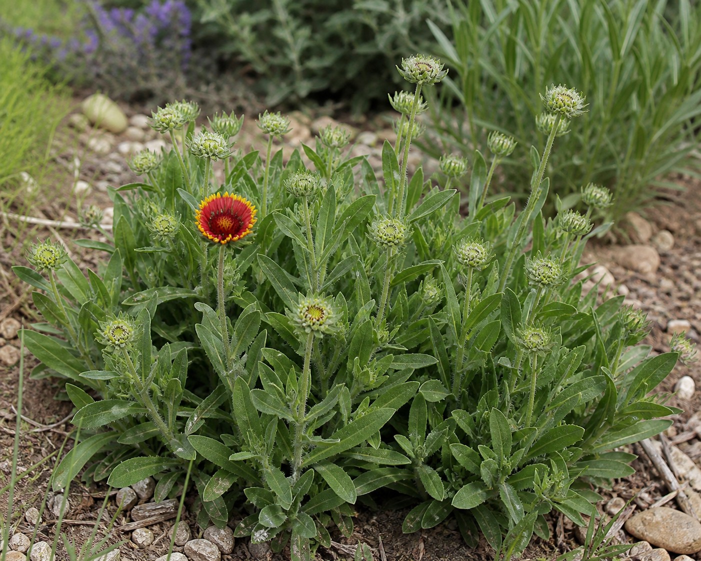 Blanket Flower (Gaillardia x grandiflora) identification photo