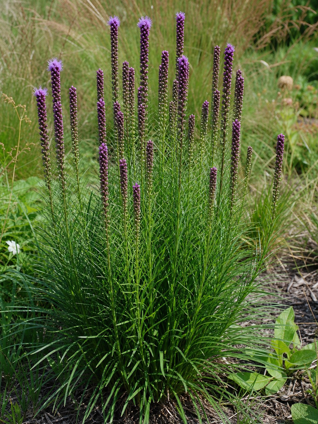 Blazing Star (Liatris spicata) identification photo